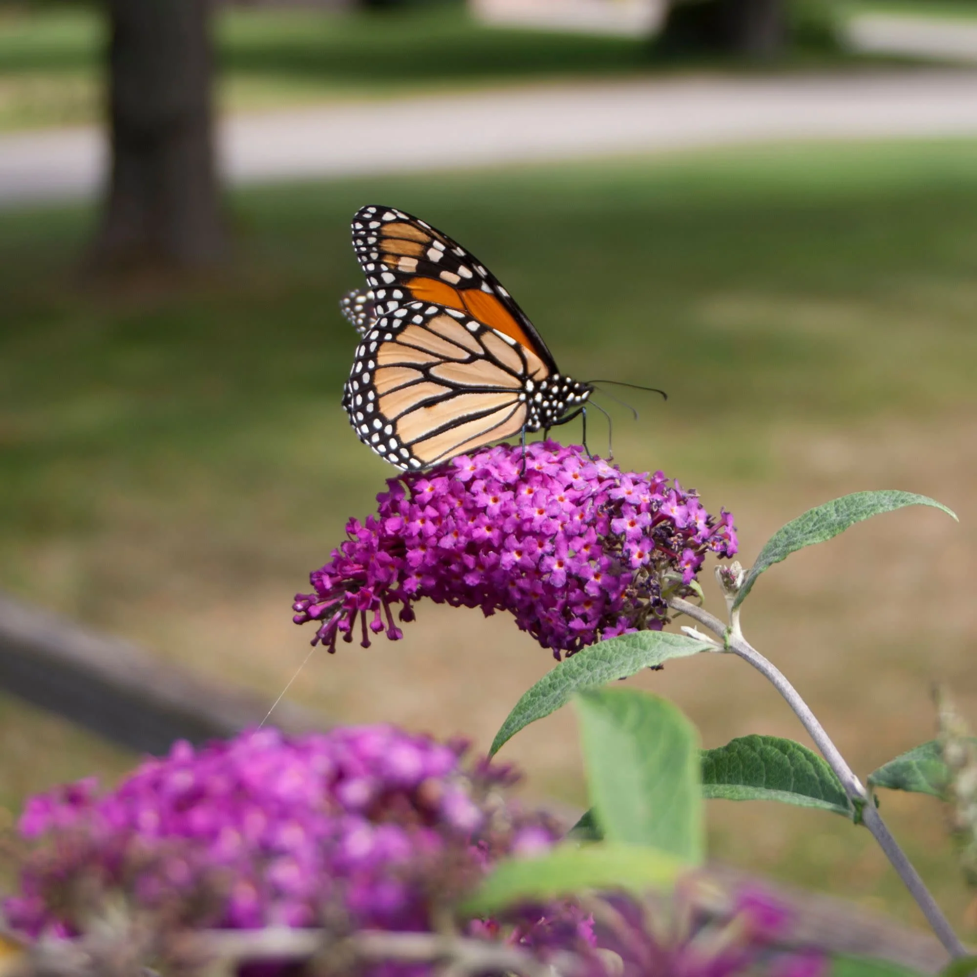 'Miss Ruby' Butterfly Bush (Buddleia x) - Image 4