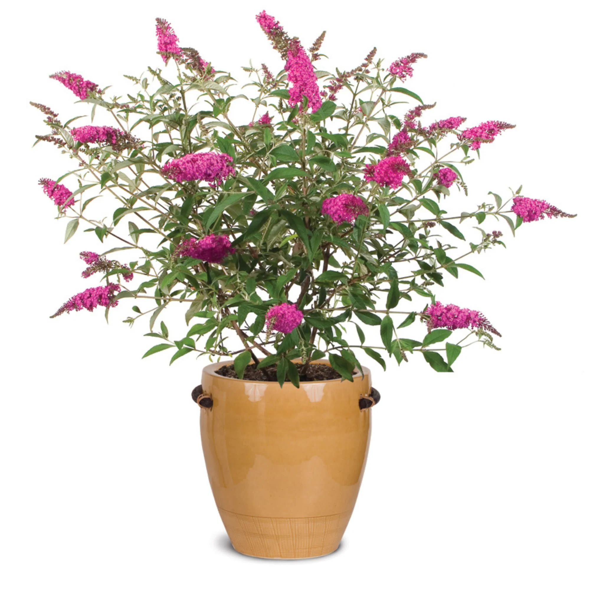 'Miss Ruby' Butterfly Bush (Buddleia x) - Image 5