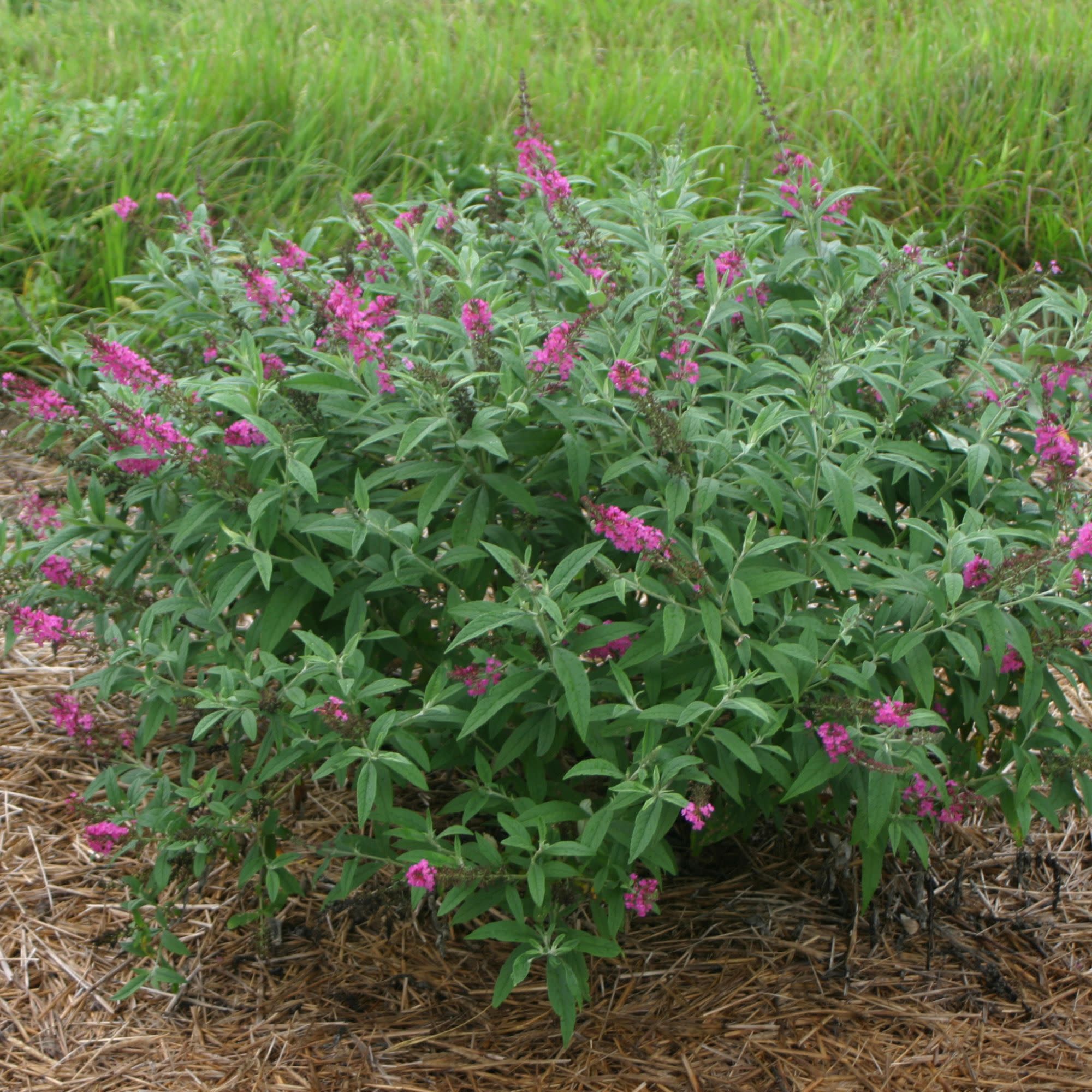 'Miss Ruby' Butterfly Bush (Buddleia x) - Image 6