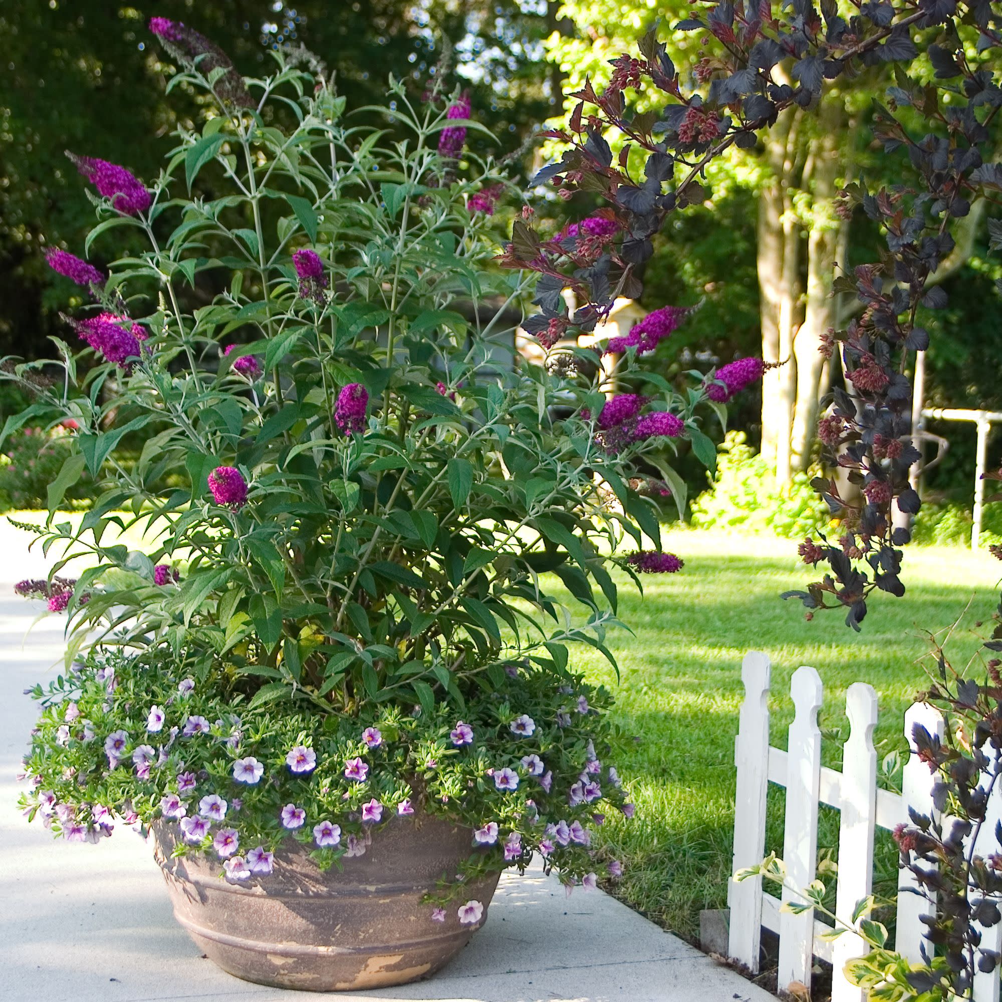 'Miss Ruby' Butterfly Bush (Buddleia x) - Image 7