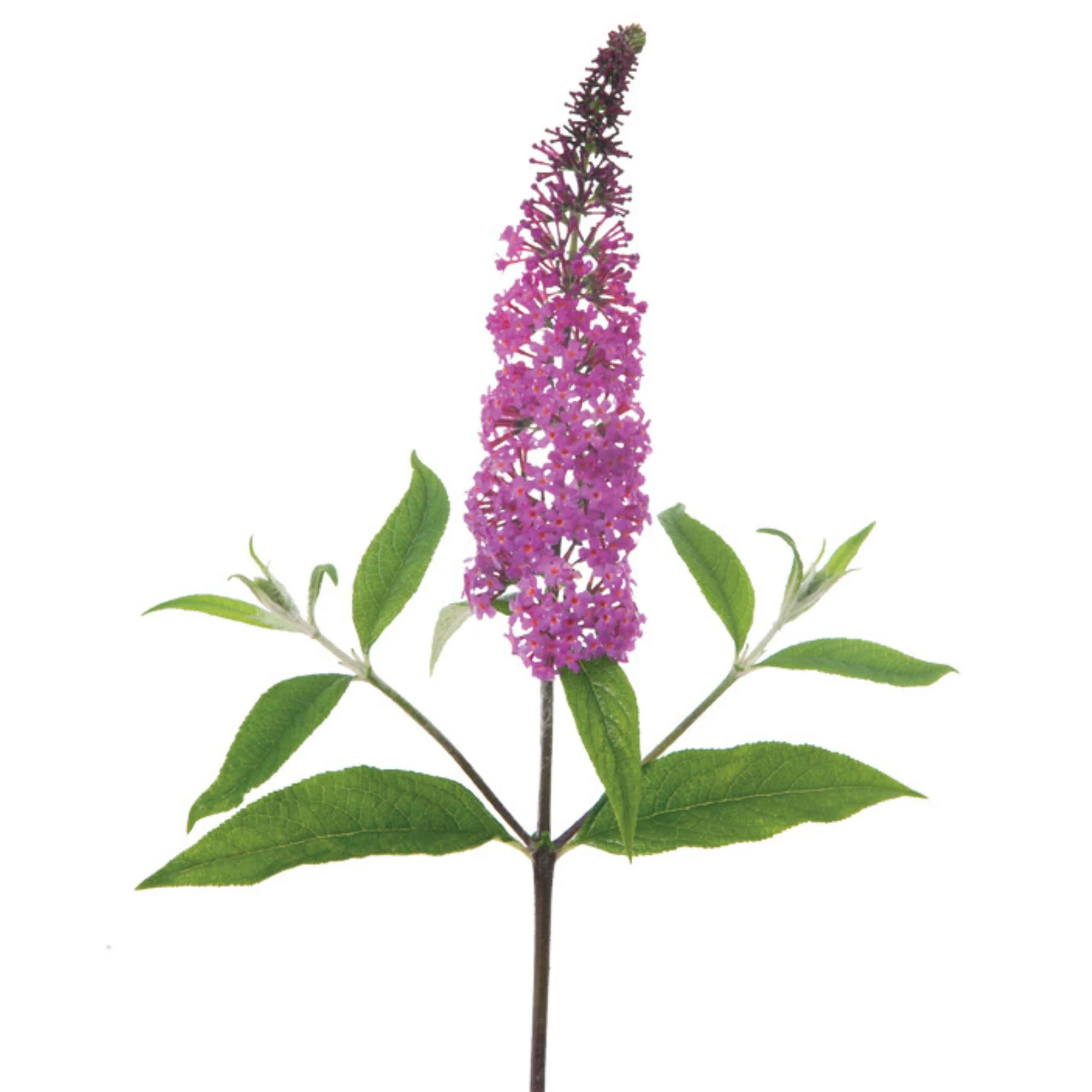 'Miss Ruby' Butterfly Bush (Buddleia x) - Image 8