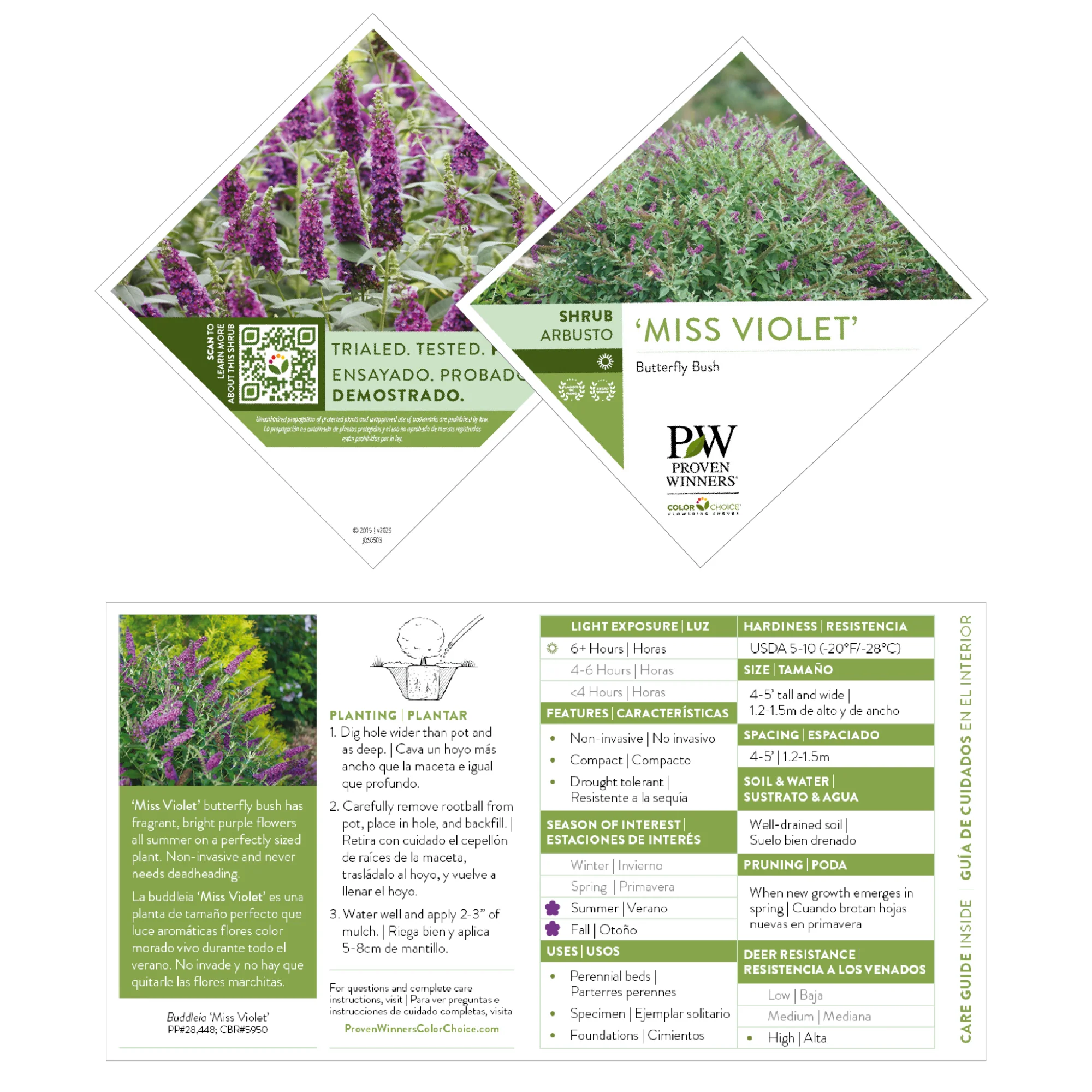 'Miss Violet' Butterfly Bush (Buddleia x) - Image 7