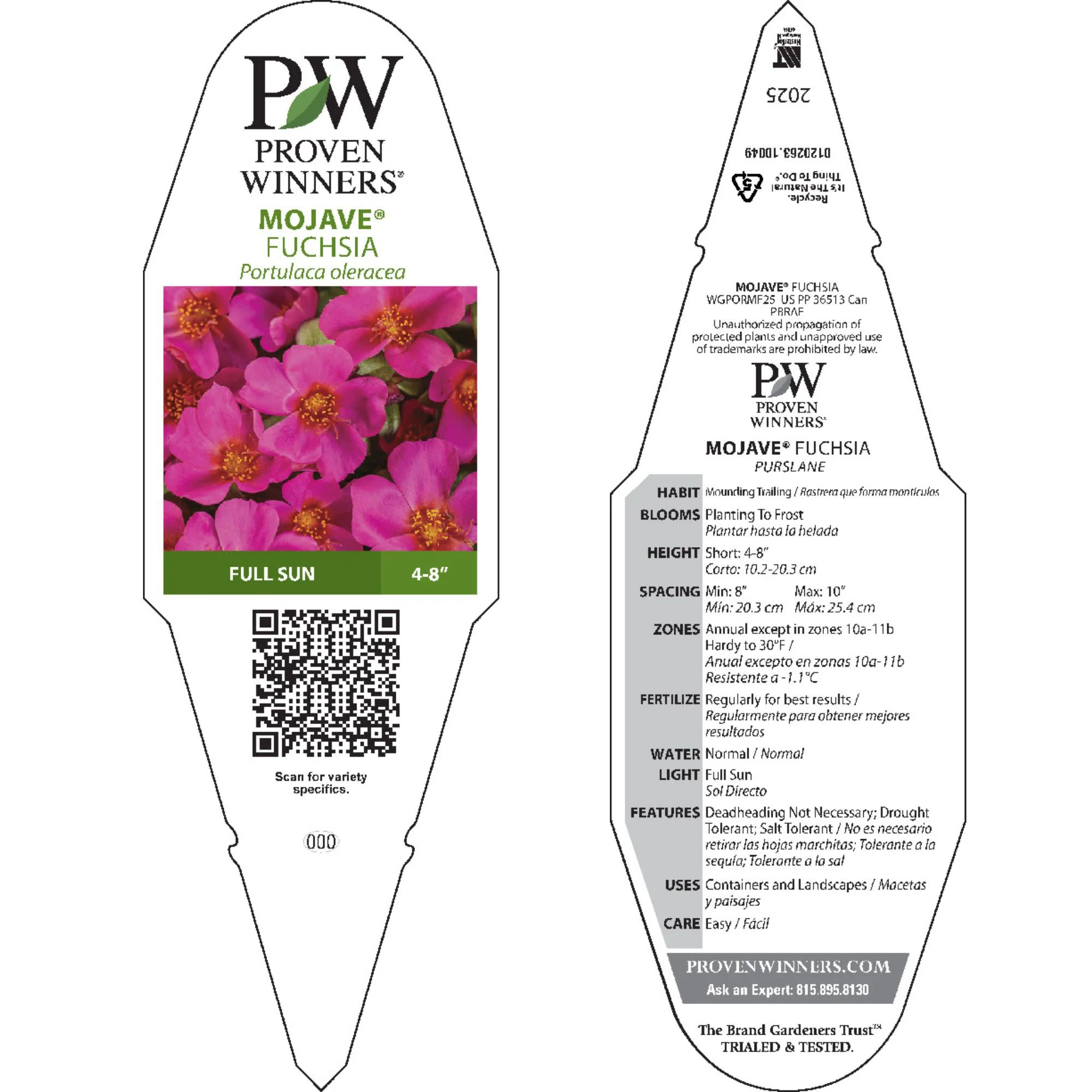 Mojave® Fuchsia Purslane (Portulaca umbraticola) - Image 10