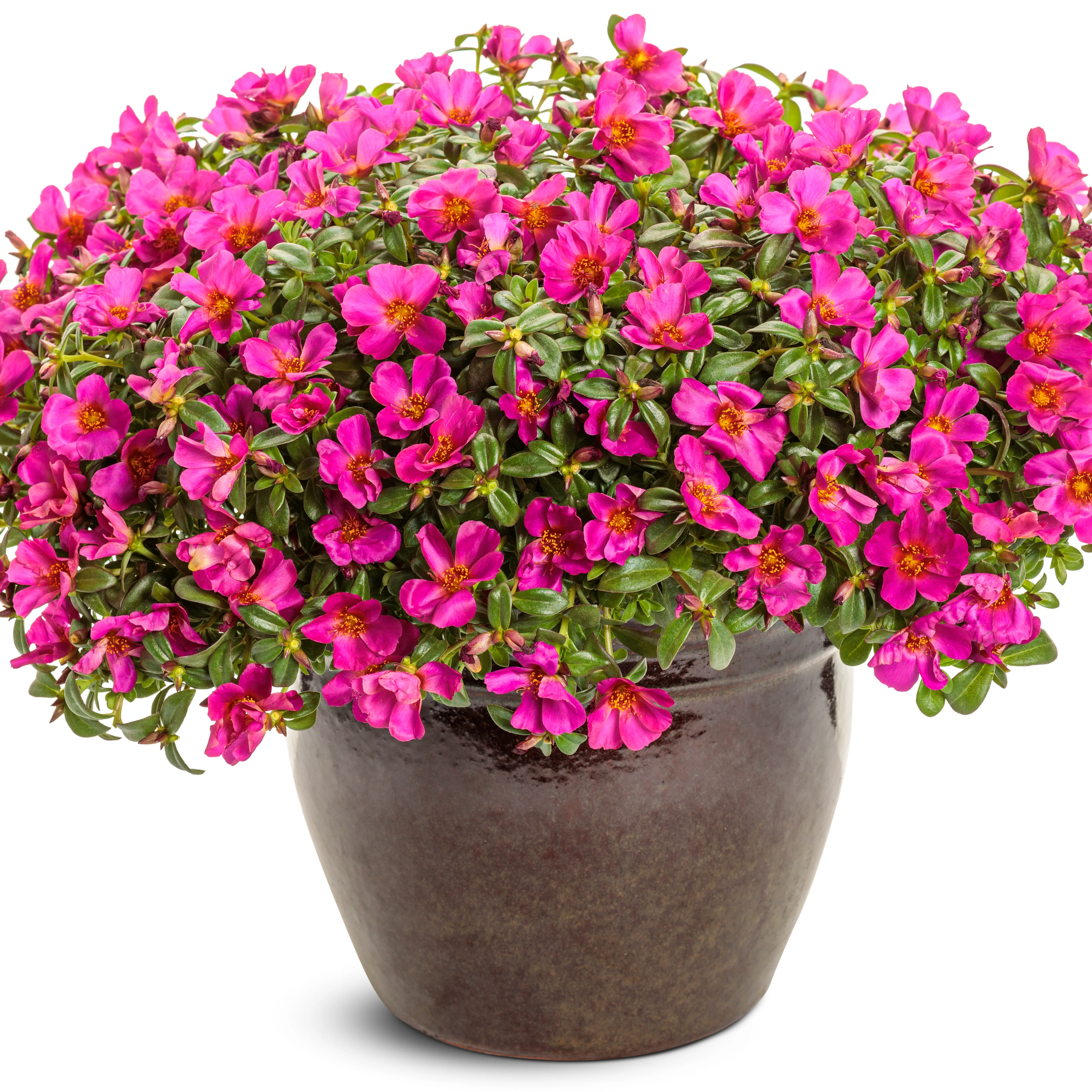 Mojave® Fuchsia Purslane (Portulaca umbraticola) - Image 4