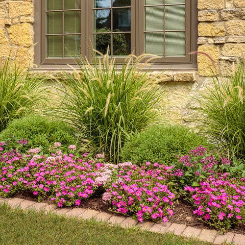 Mojave® Fuchsia Purslane (Portulaca umbraticola) - Image 7