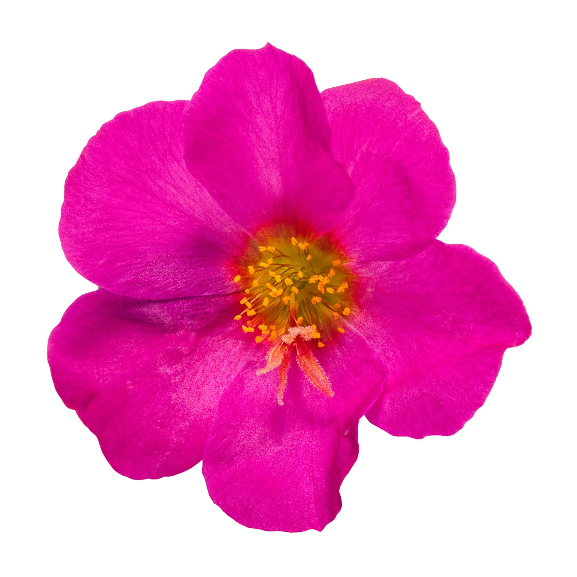 Mojave® Fuchsia Purslane (Portulaca umbraticola) - Image 8