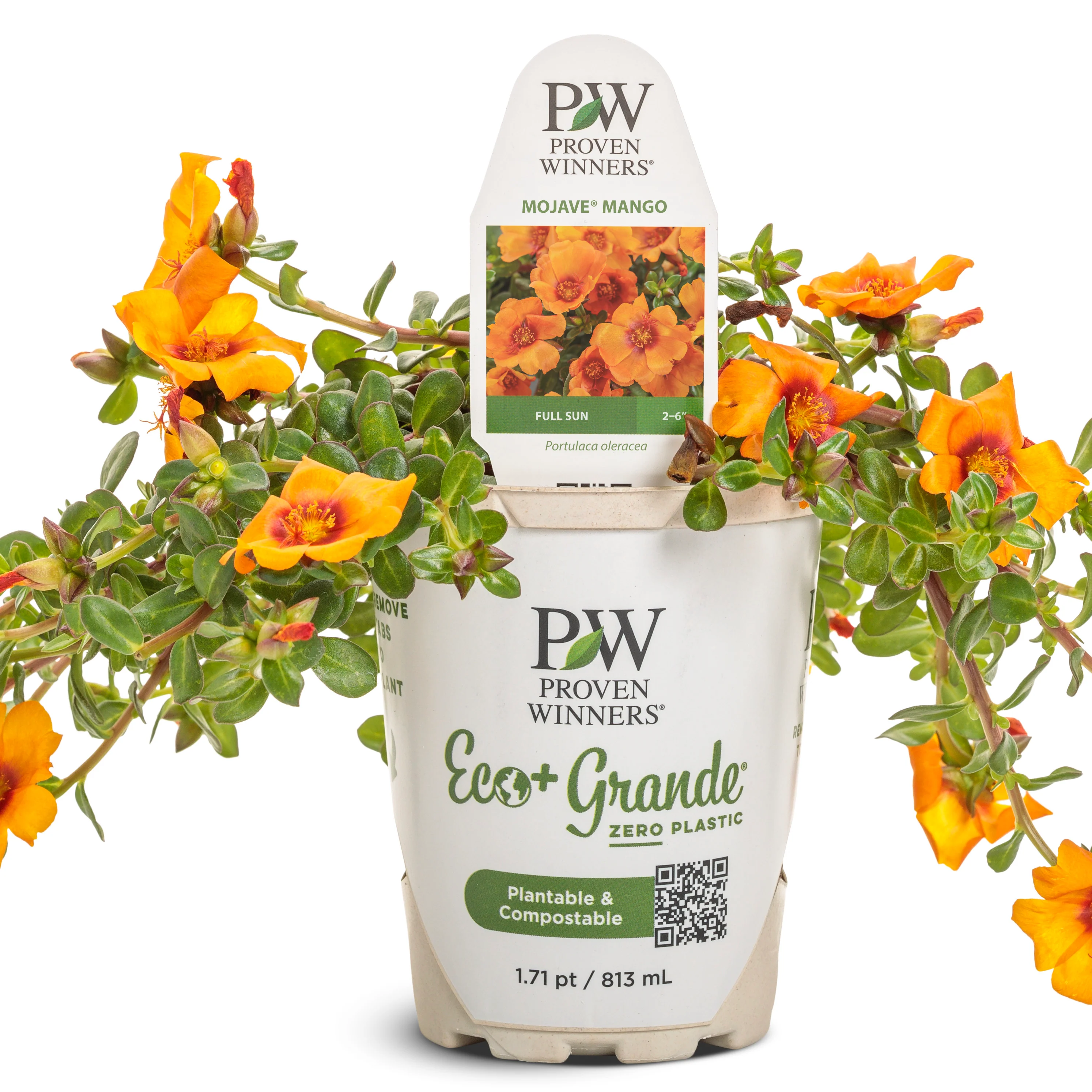 Mojave® Mango Purslane (Portulaca oleracea) - Image 2