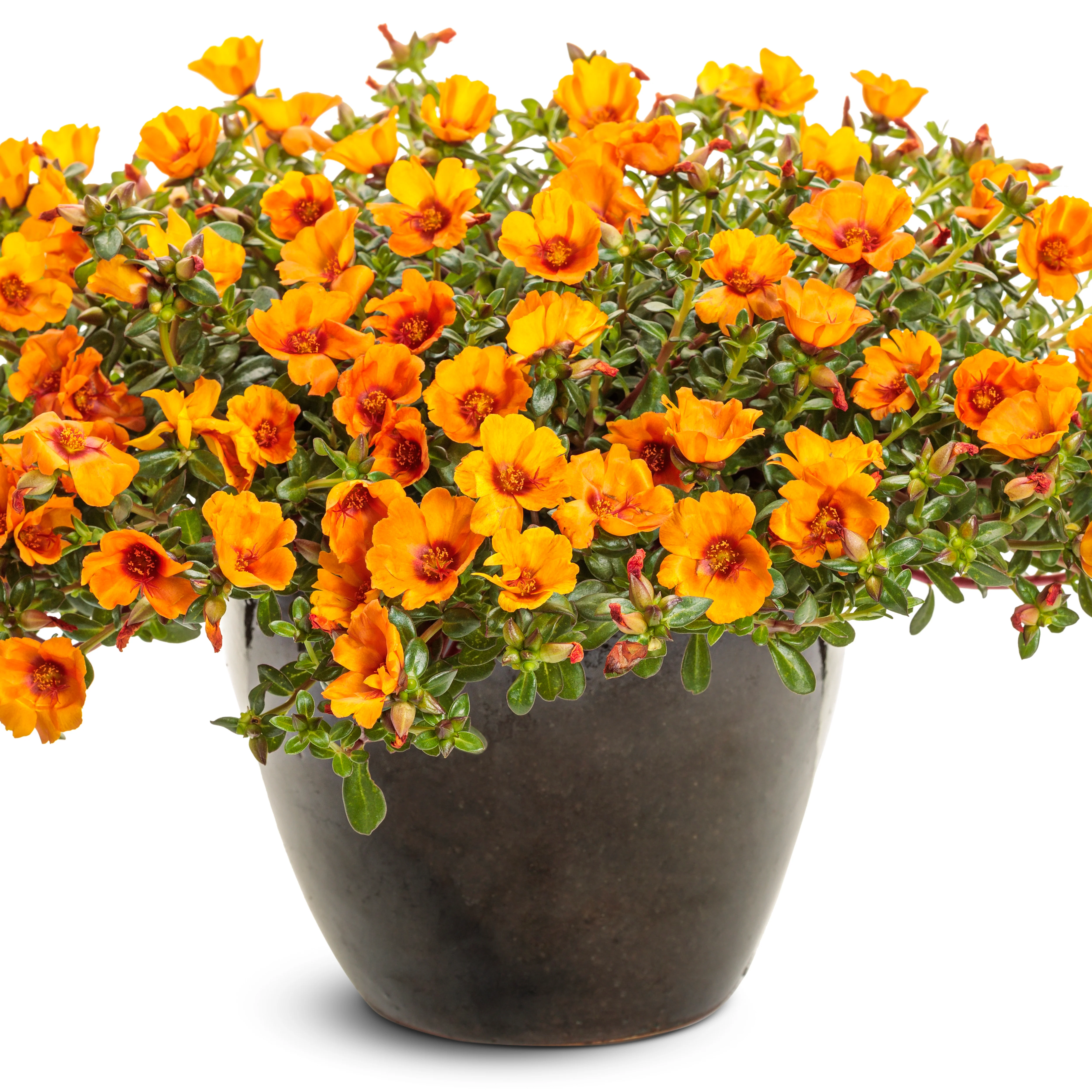 Mojave® Mango Purslane (Portulaca oleracea) - Image 4