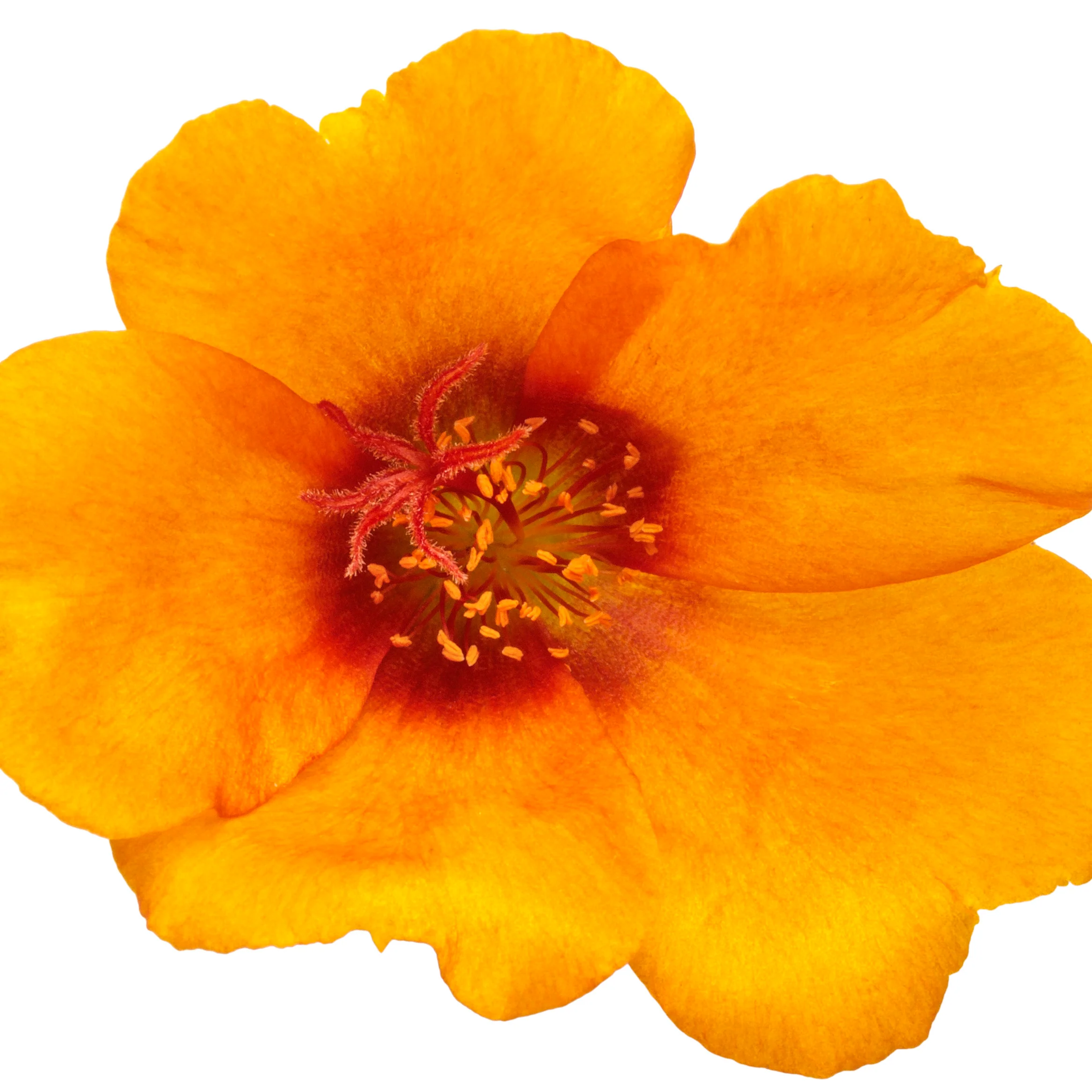 Mojave® Mango Purslane (Portulaca oleracea) - Image 5