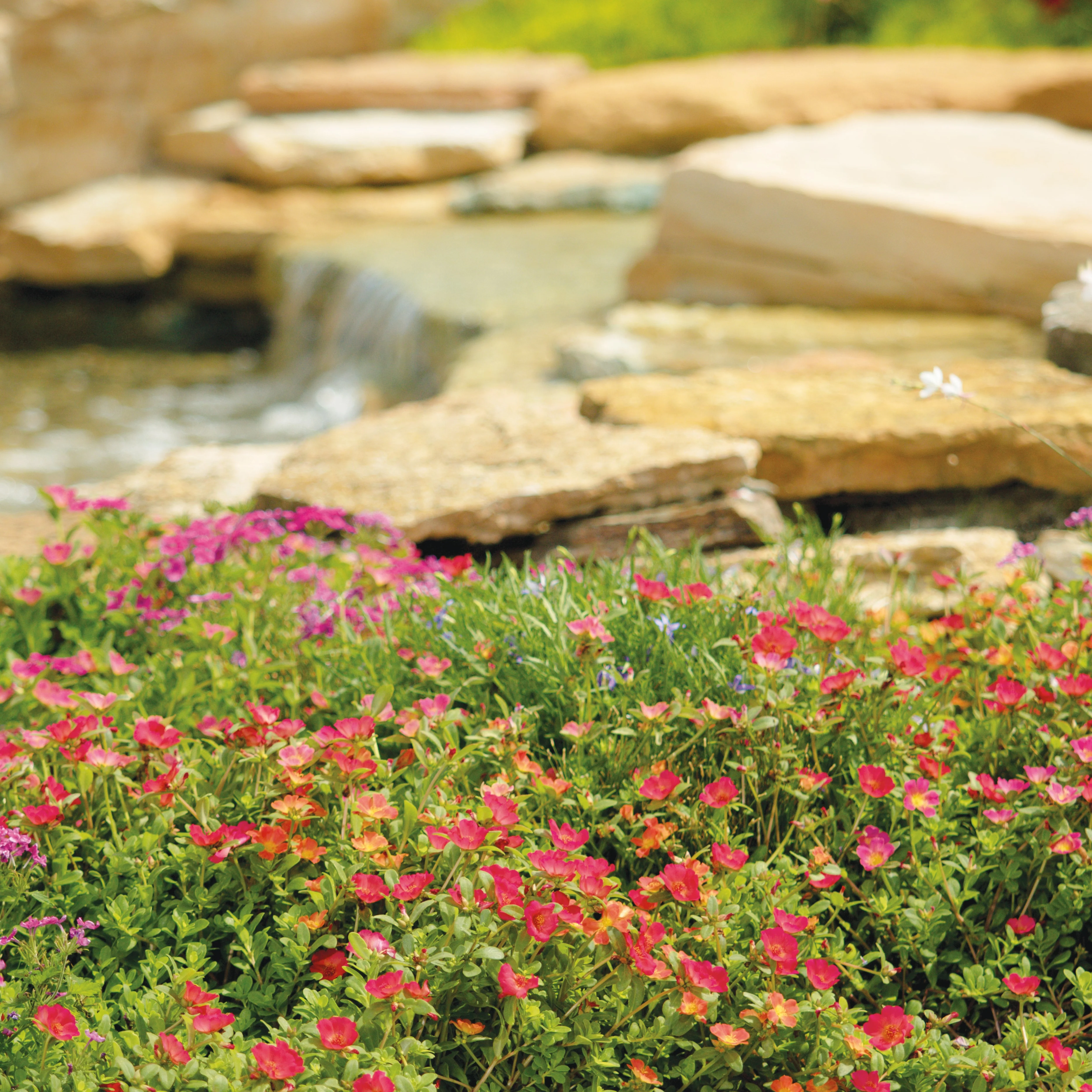Mojave® Tangerine Purslane (Portulaca umbraticola) - Image 7