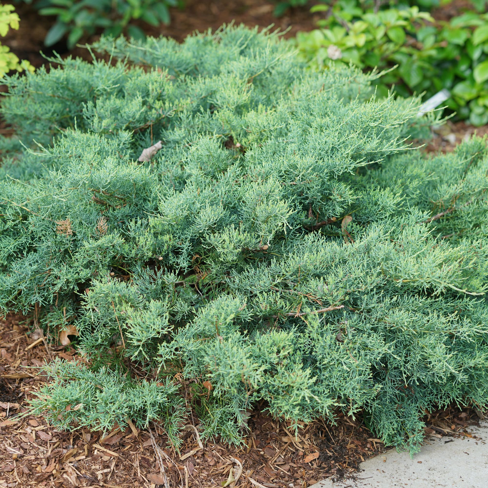 Montana Moss® Juniper (Juniperus chinensis) - Image 3