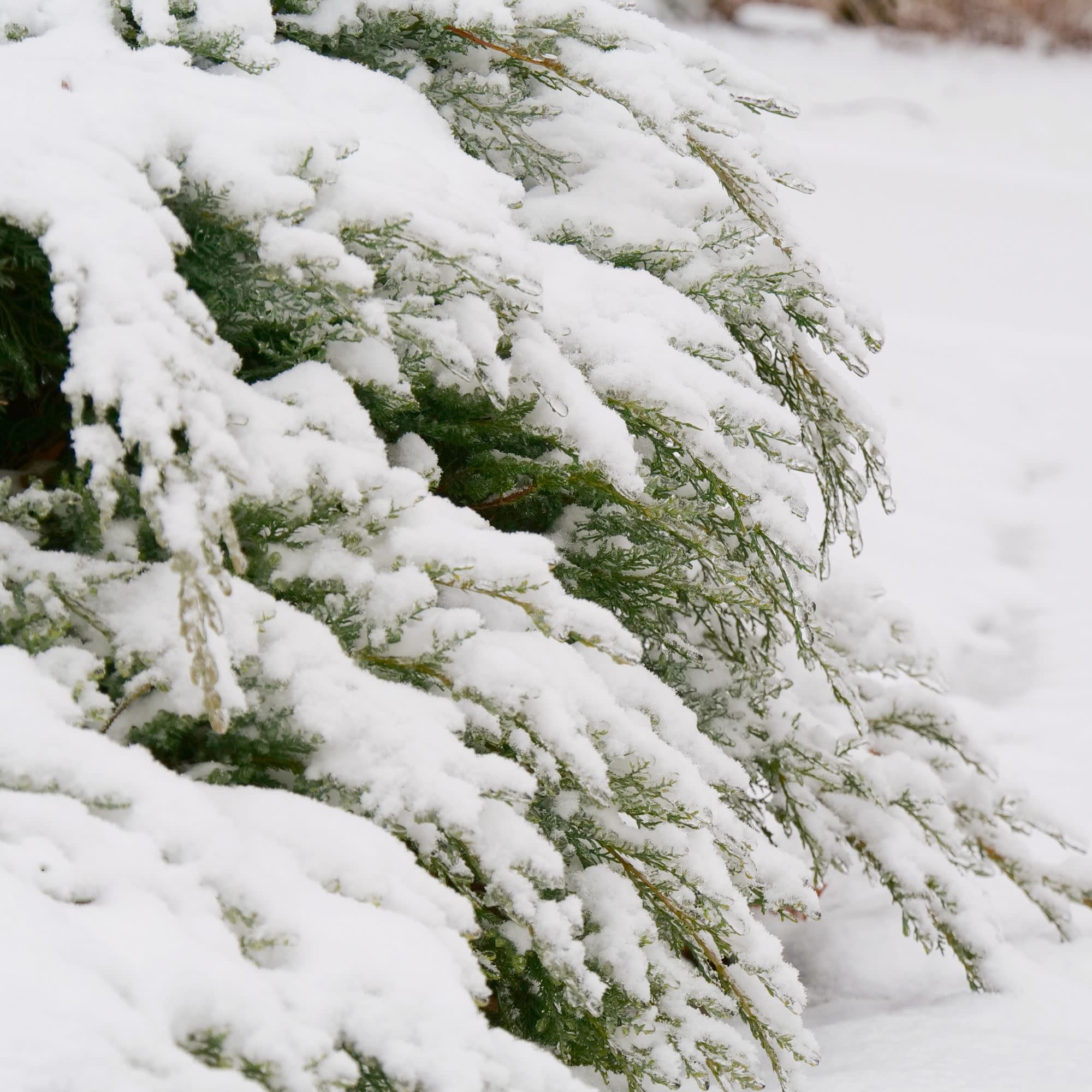 Montana Moss® Juniper (Juniperus chinensis) - Image 4
