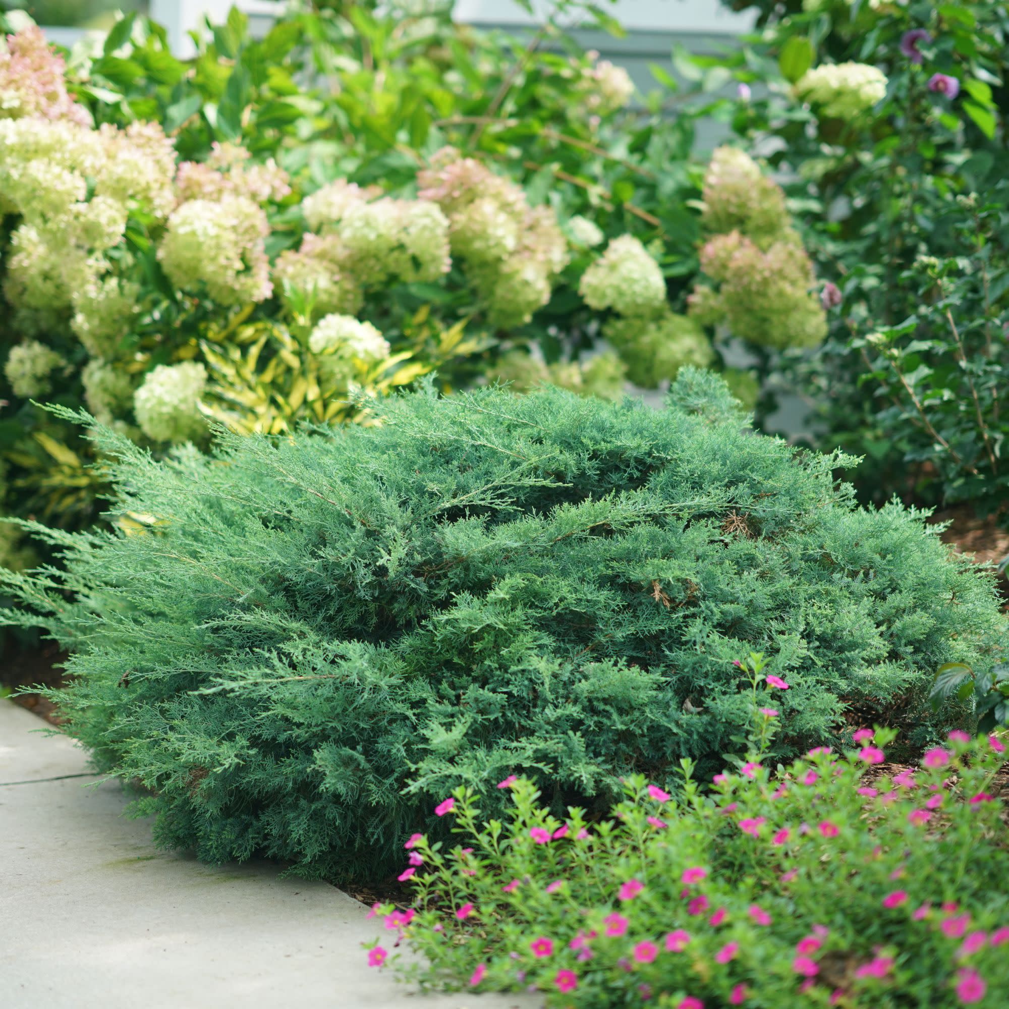 Montana Moss® Juniper (Juniperus chinensis) - Image 5