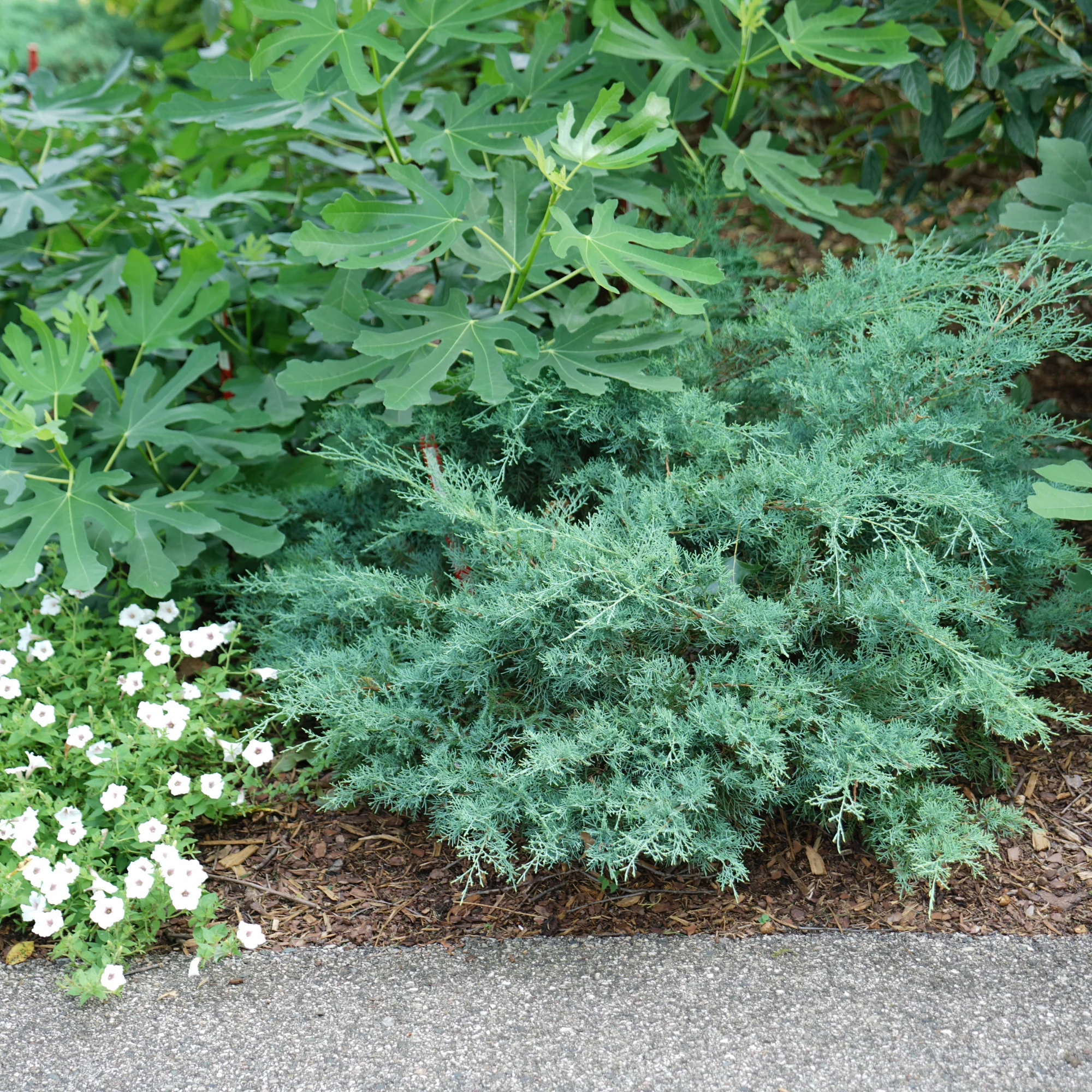 Montana Moss® Juniper (Juniperus chinensis) - Image 6