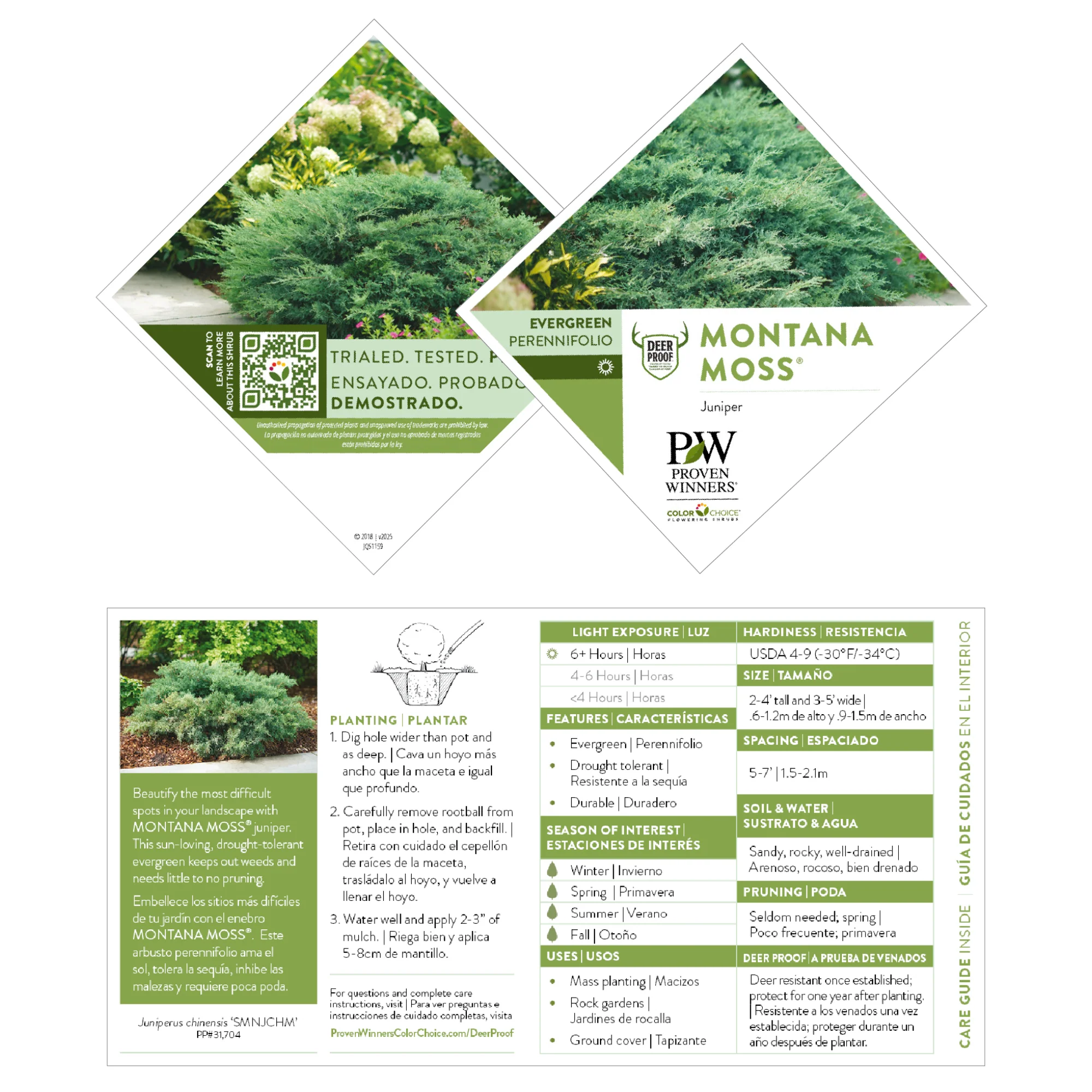 Montana Moss® Juniper (Juniperus chinensis) - Image 8