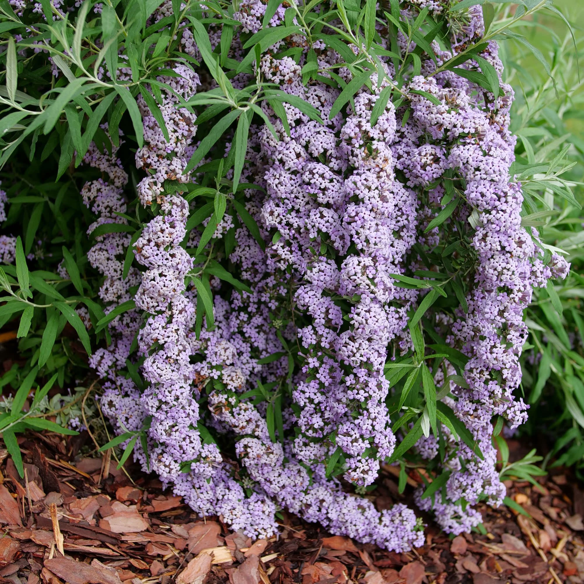 Mop Top™ Fountain Butterfly Bush (Buddleia alternifolia)