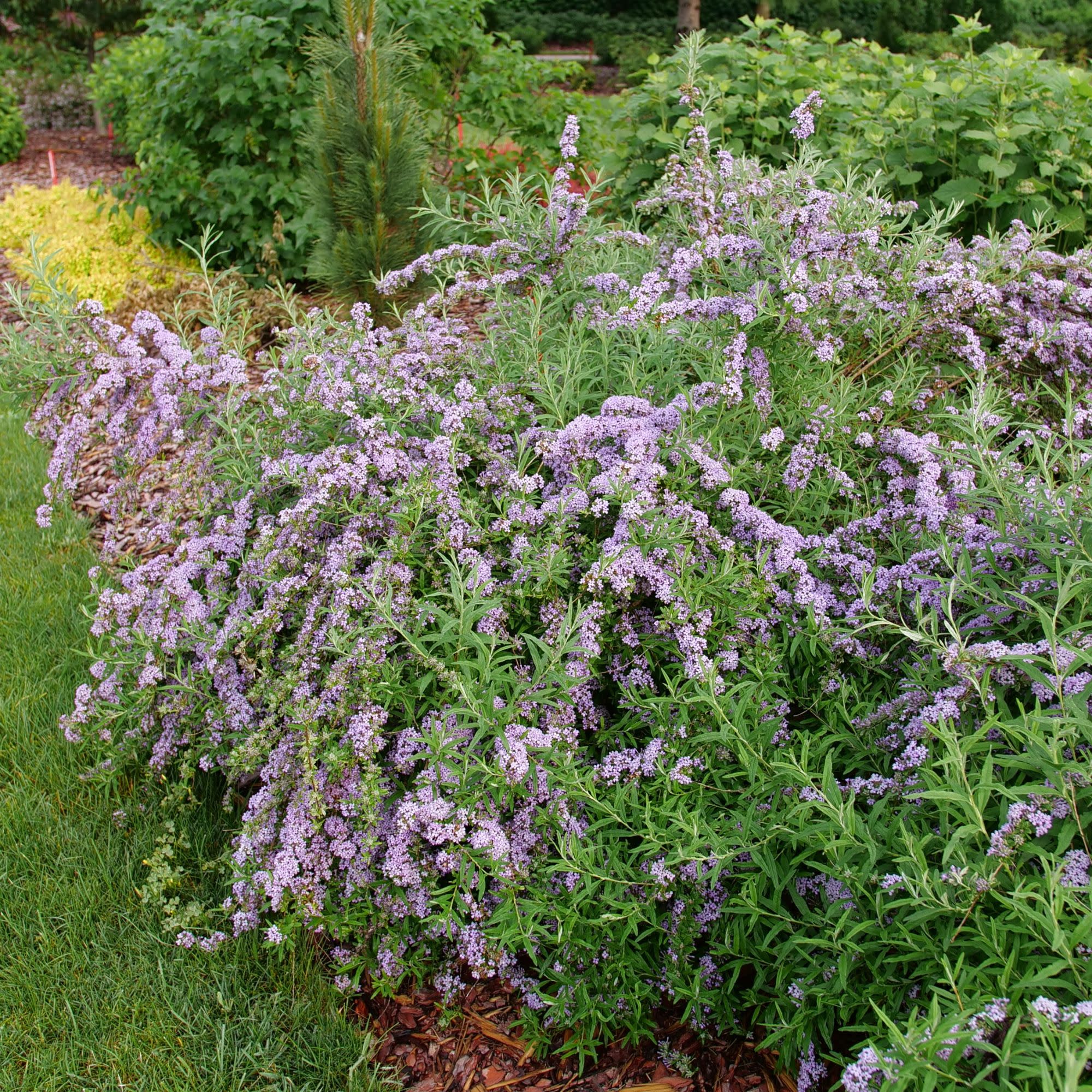 Mop Top™ Fountain Butterfly Bush (Buddleia alternifolia) - Image 6