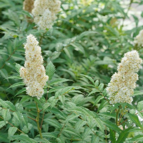 Mr. Mustard® False Spiraea (Sorbaria sorbifolia) - Image 3