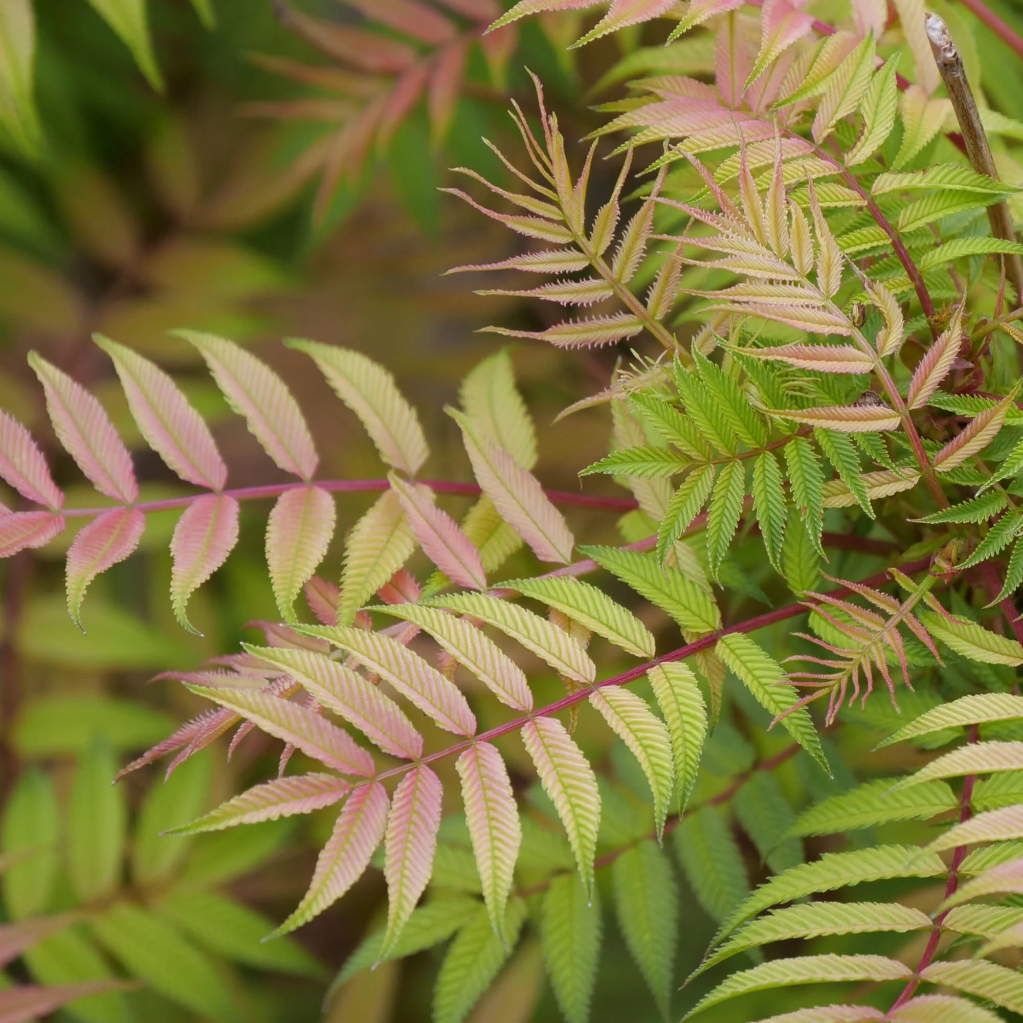 Mr. Mustard® False Spiraea (Sorbaria sorbifolia) - Image 4