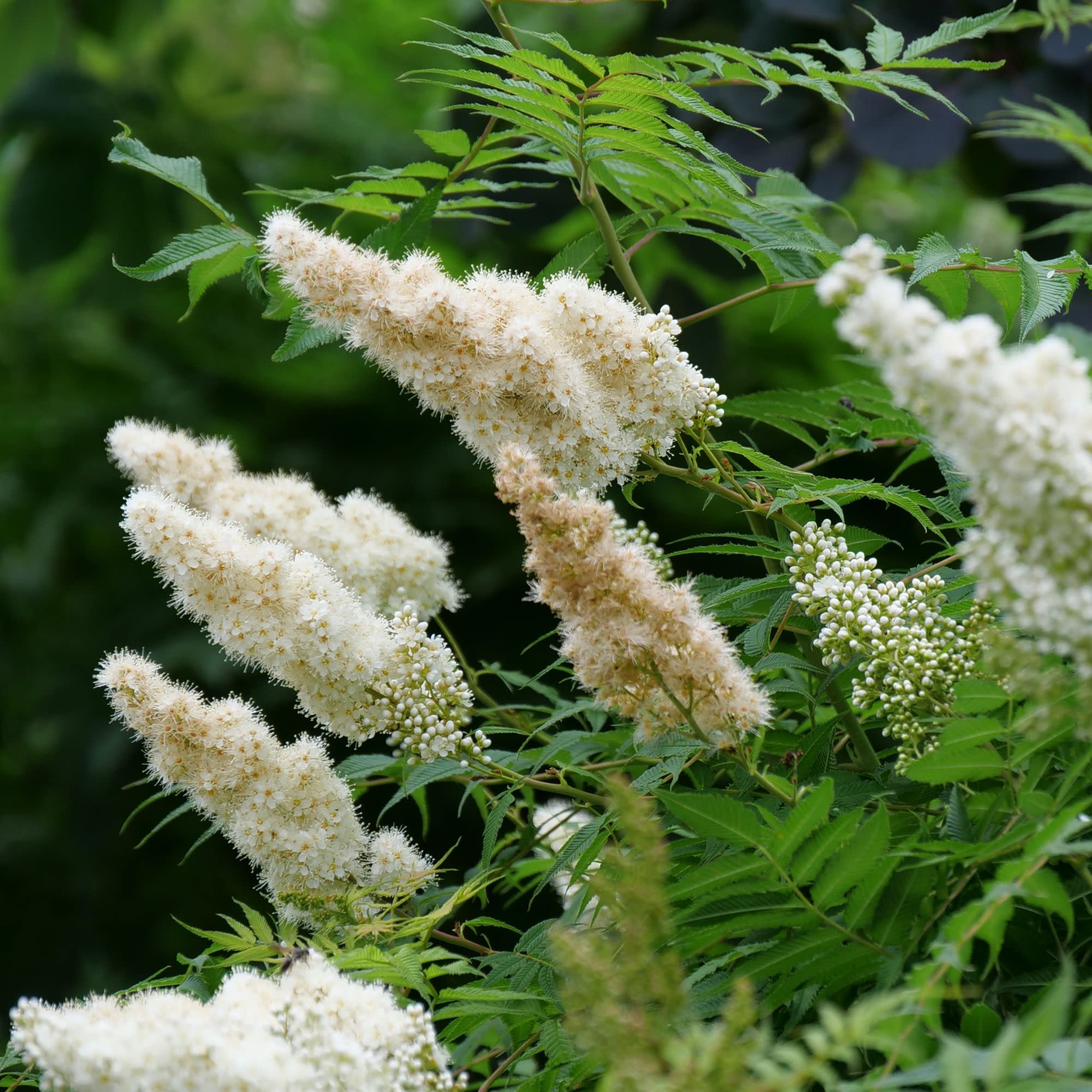 Mr. Mustard® False Spiraea (Sorbaria sorbifolia) - Image 5