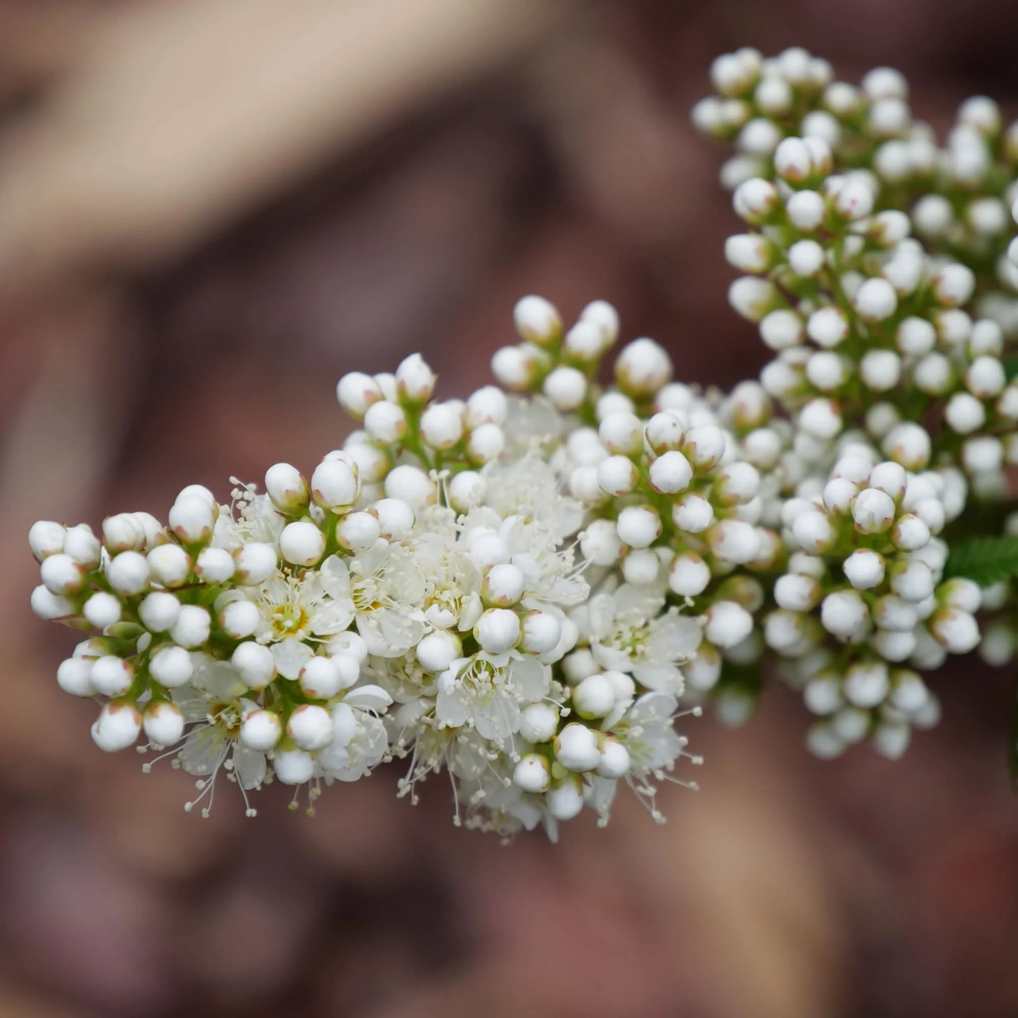 Mr. Mustard® False Spiraea (Sorbaria sorbifolia) - Image 6