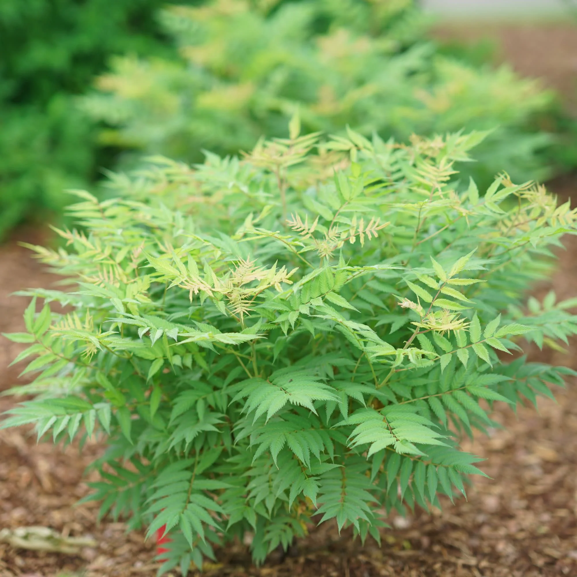Mr. Mustard® False Spiraea (Sorbaria sorbifolia) - Image 7