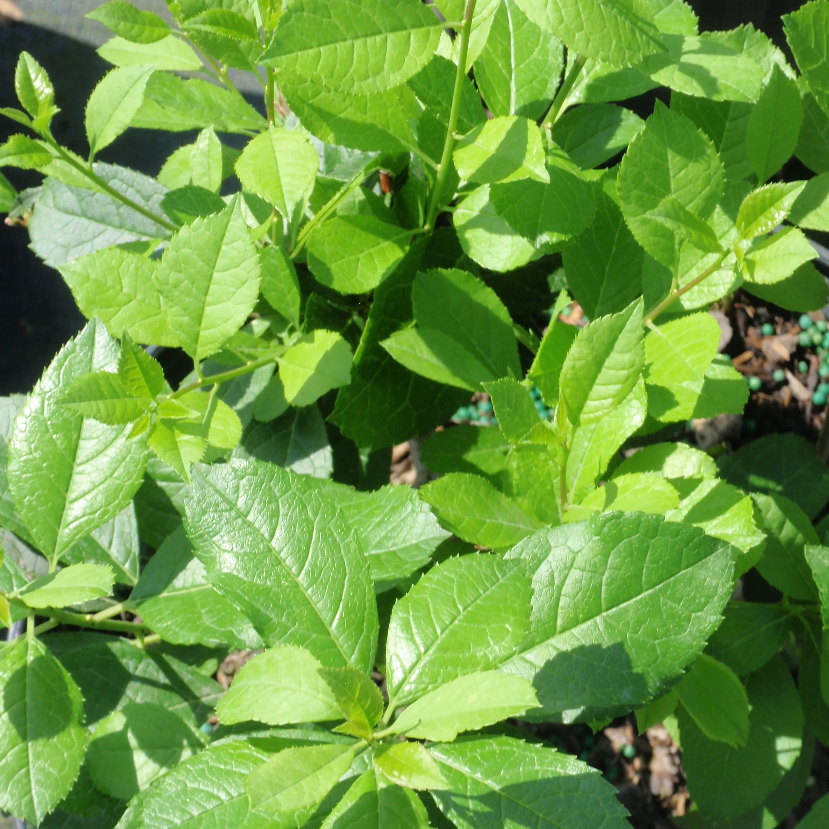 Mr. Poppins® Winterberry (Ilex	verticillata)