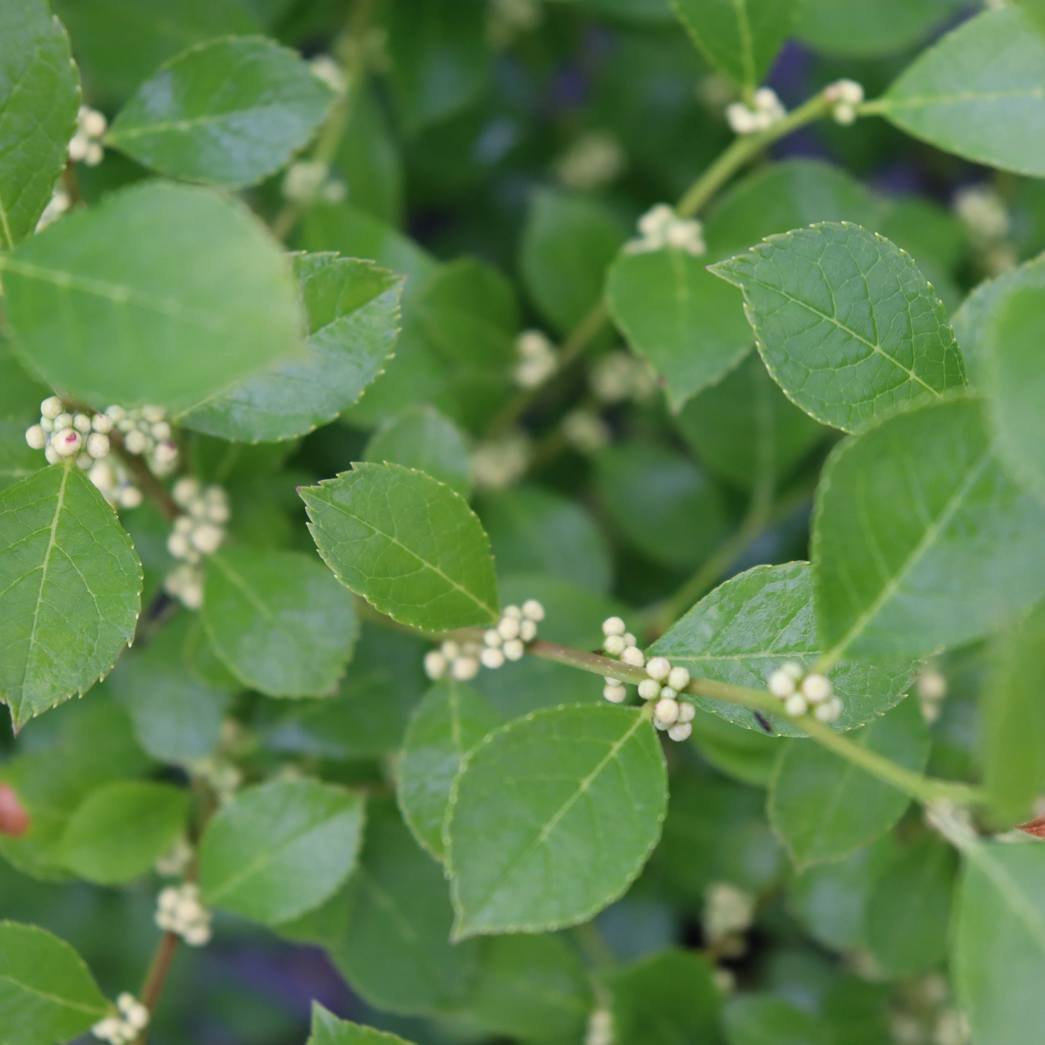 Mr. Poppins® Winterberry (Ilex	verticillata) - Image 2