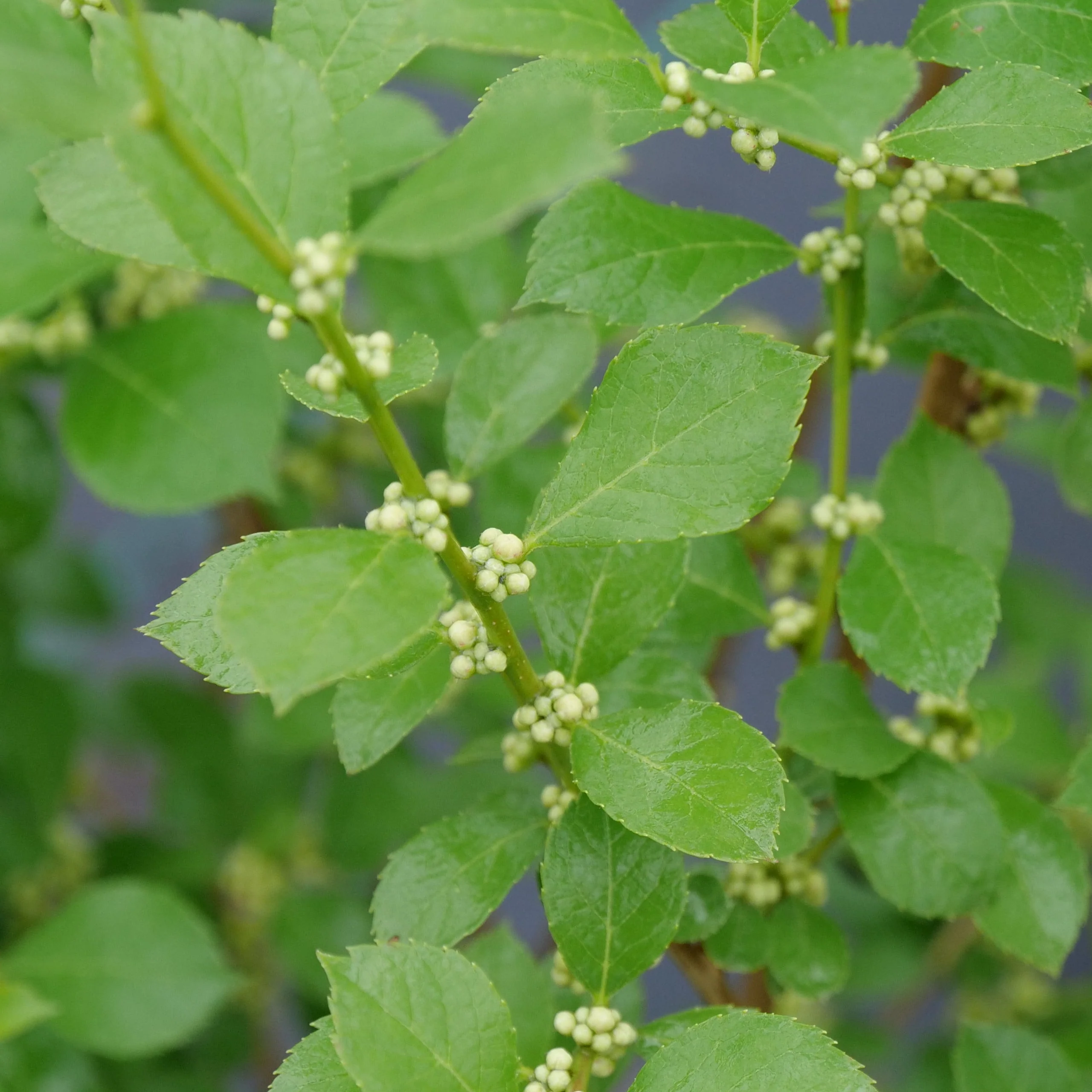 Mr. Poppins® Winterberry (Ilex	verticillata) - Image 3