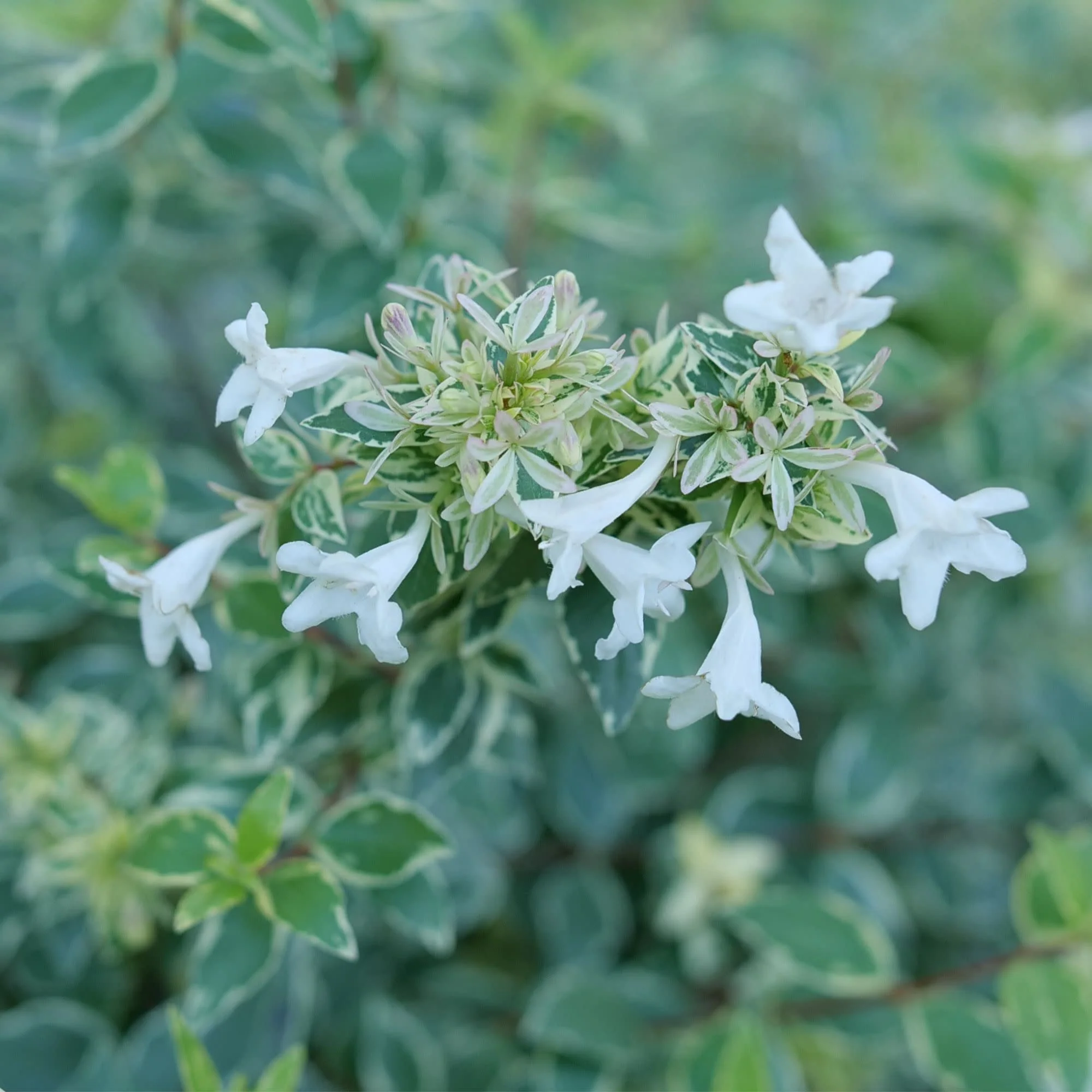 Mucho Gusto® Abelia (Abelia x grandiflora) - Image 3