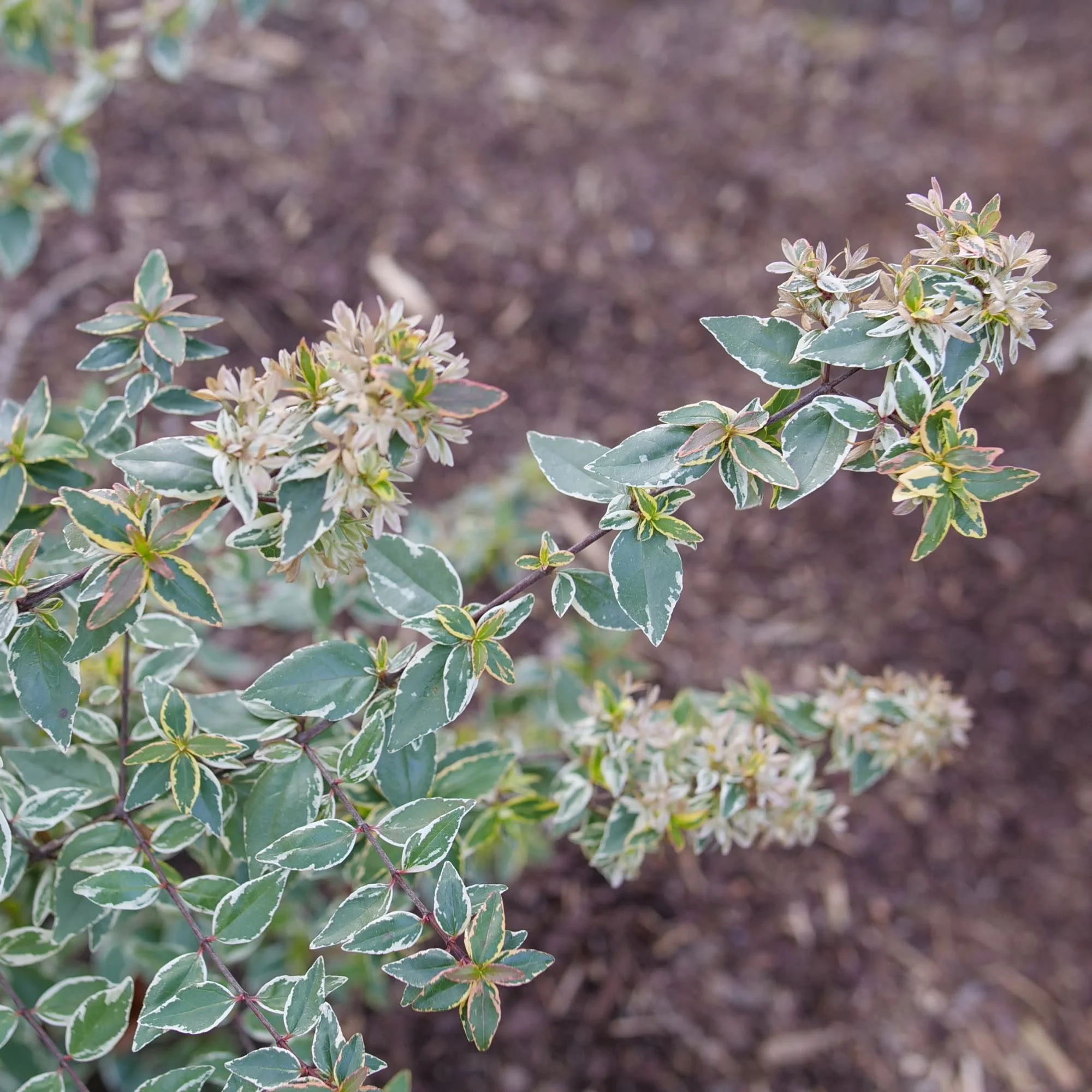 Mucho Gusto® Abelia (Abelia x grandiflora) - Image 4
