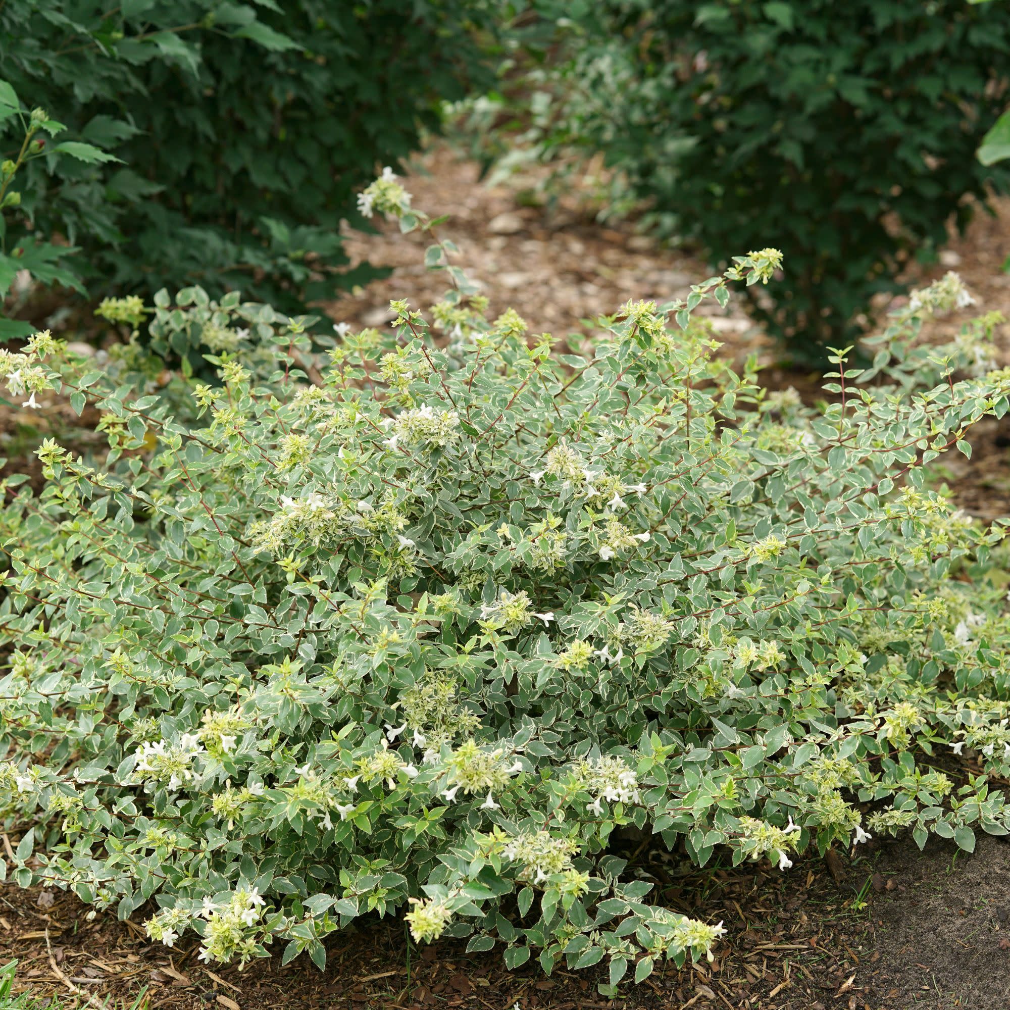 Mucho Gusto® Abelia (Abelia x grandiflora) - Image 5