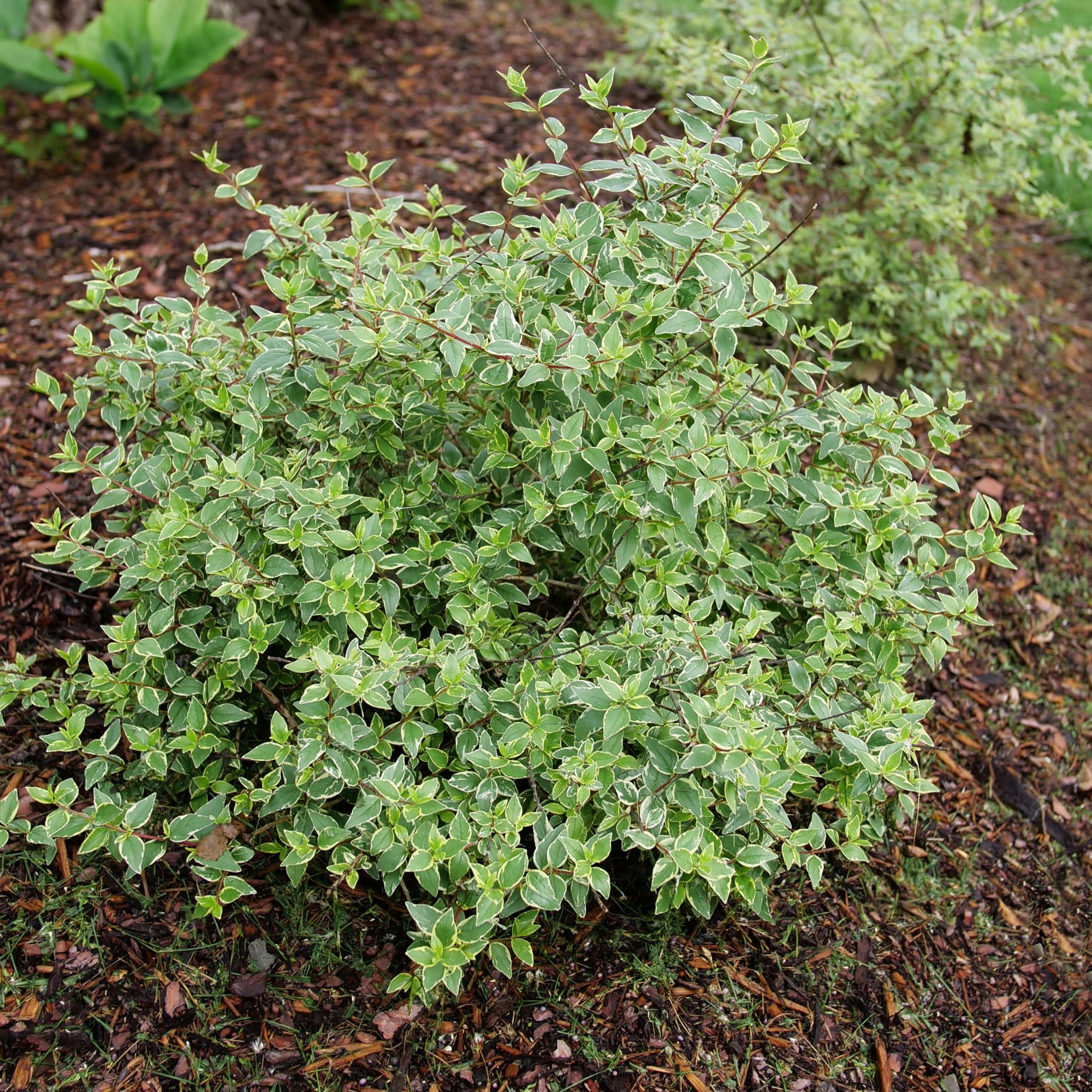 Mucho Gusto® Abelia (Abelia x grandiflora) - Image 6