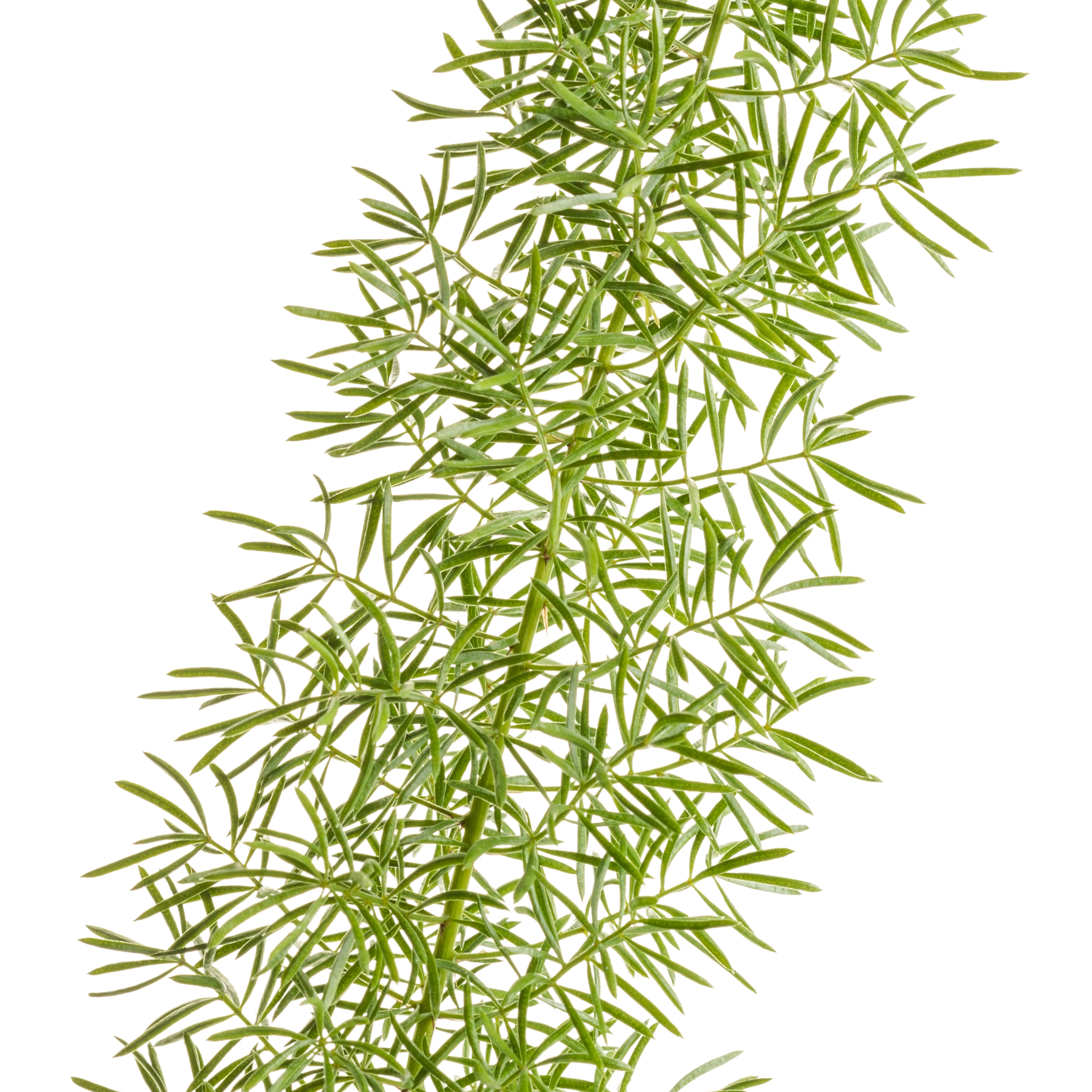 Myersii Foxtail Fern (Asparagus densiflorus) - Image 6
