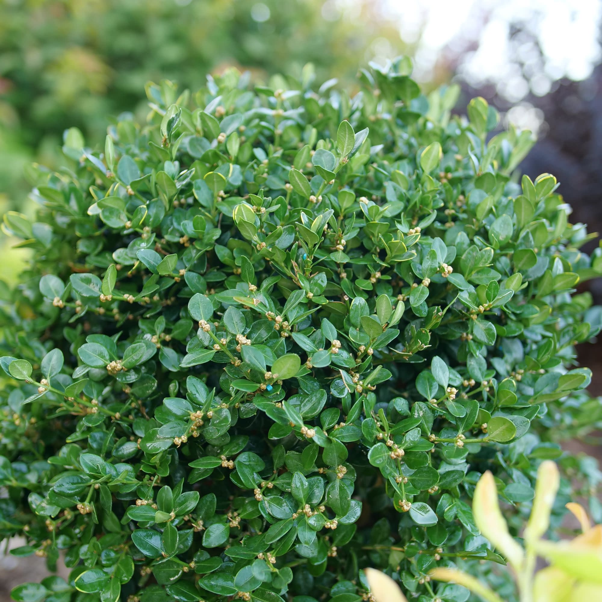 Neatball® Boxwood (Buxus microphylla) - Image 4
