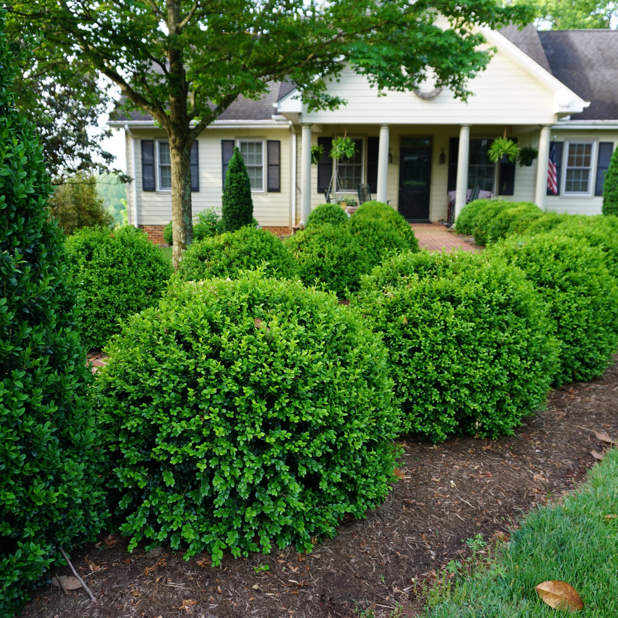 NewGen Independence® Boxwood (Buxus hybrid) - Image 4