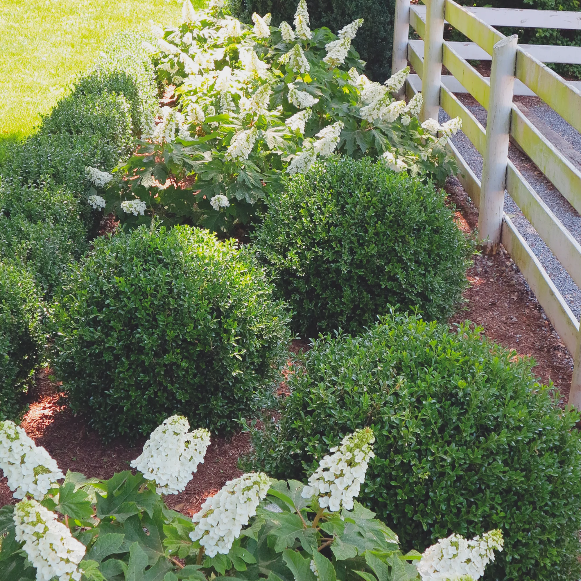 NewGen Independence® Boxwood (Buxus hybrid) - Image 6