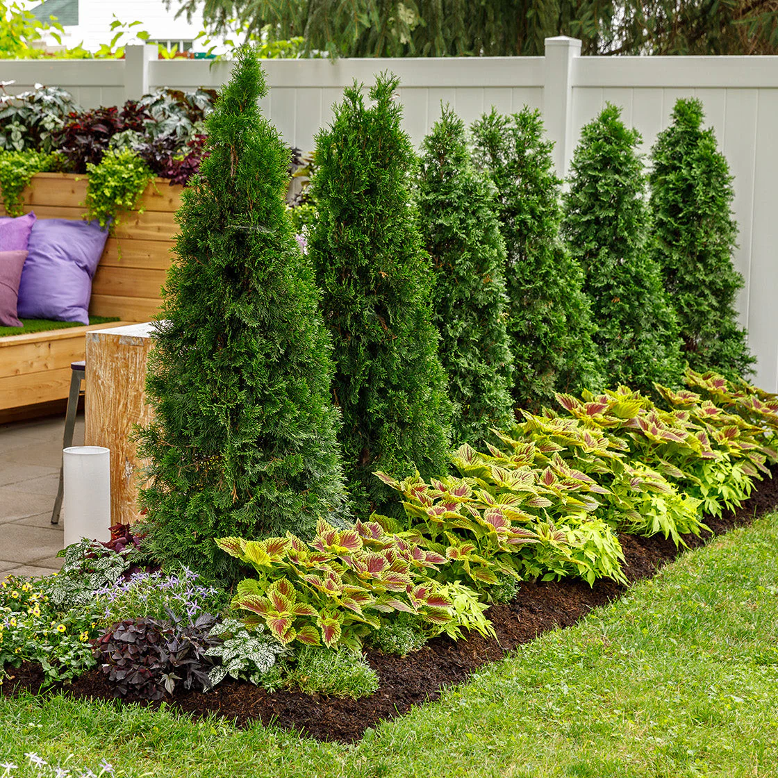 North Pole® Arborvitae (Thuja occidentalis) - Image 4