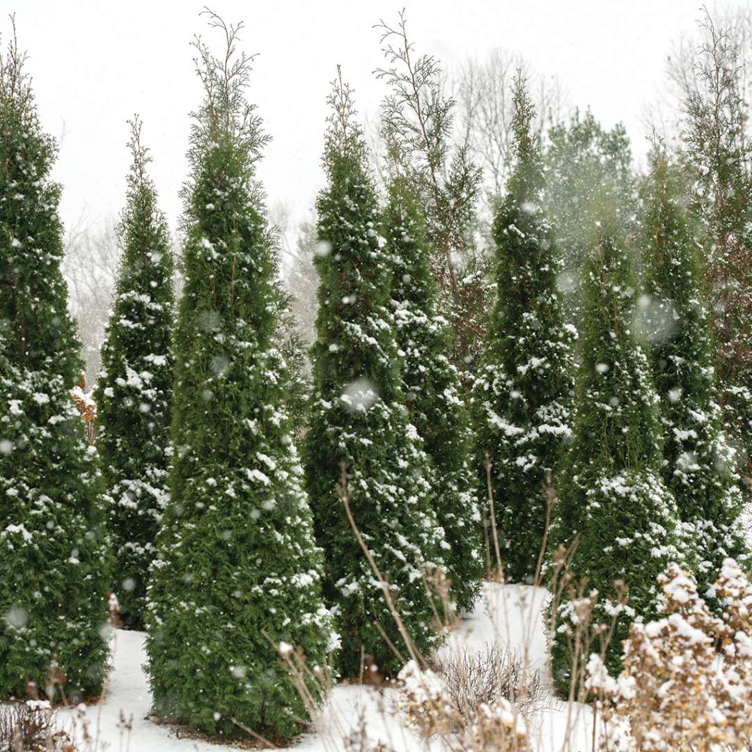 North Pole® Arborvitae (Thuja occidentalis) - Image 6