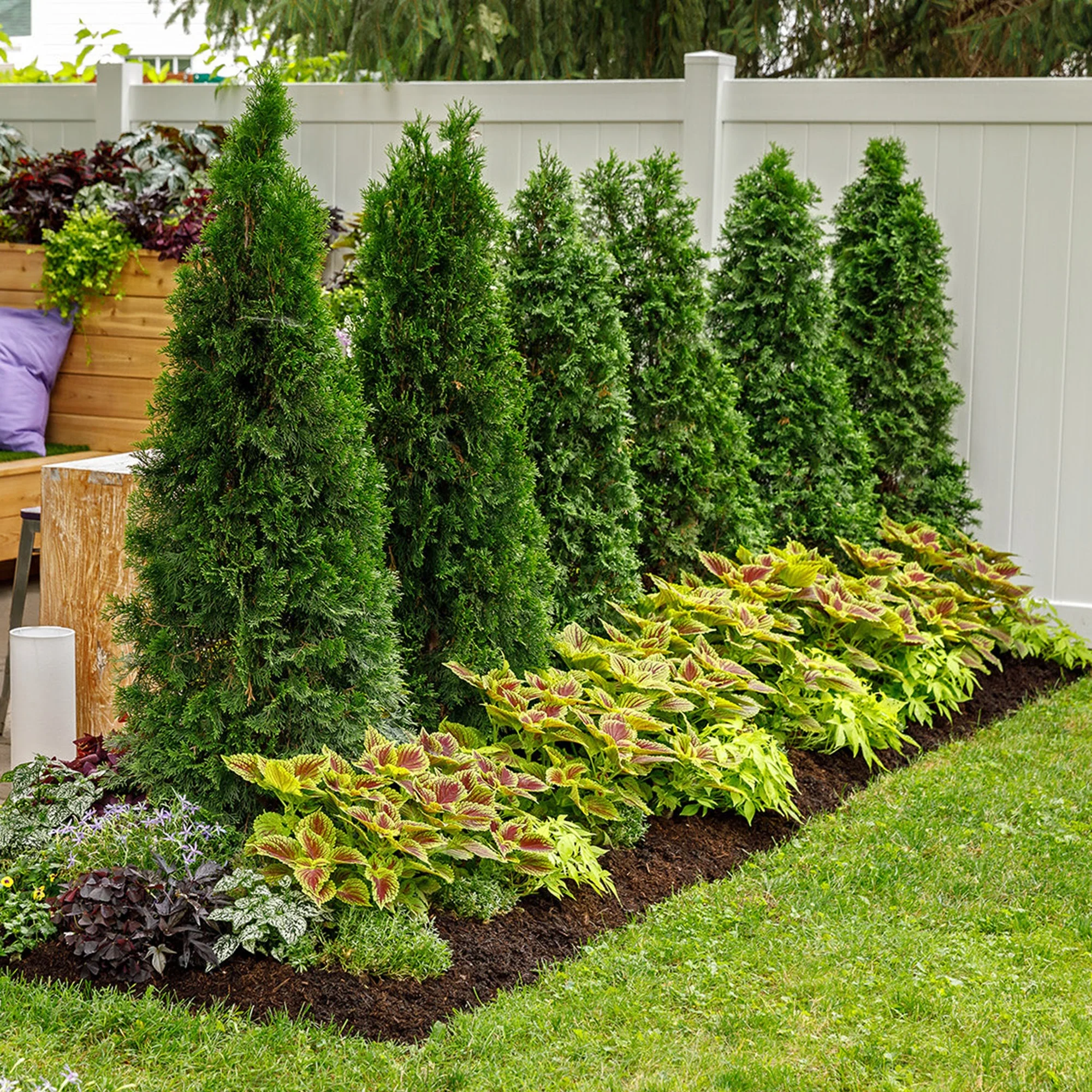 North Pole® Arborvitae (Thuja occidentalis) - Image 7