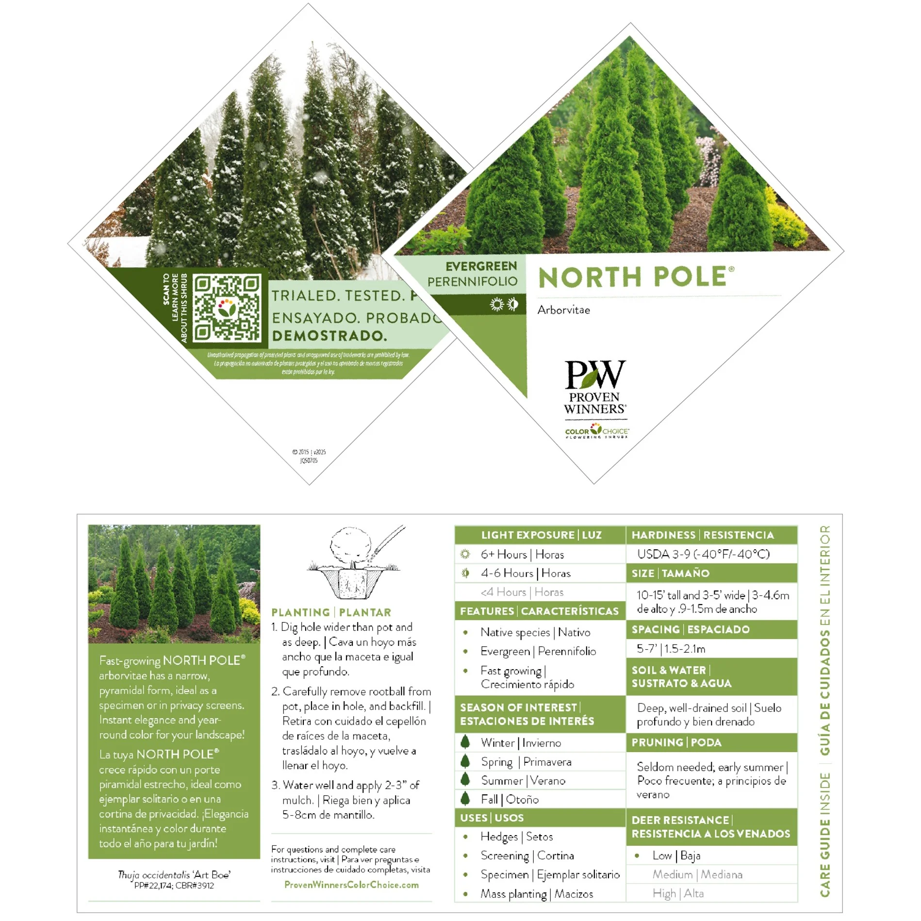 North Pole® Arborvitae (Thuja occidentalis) - Image 9