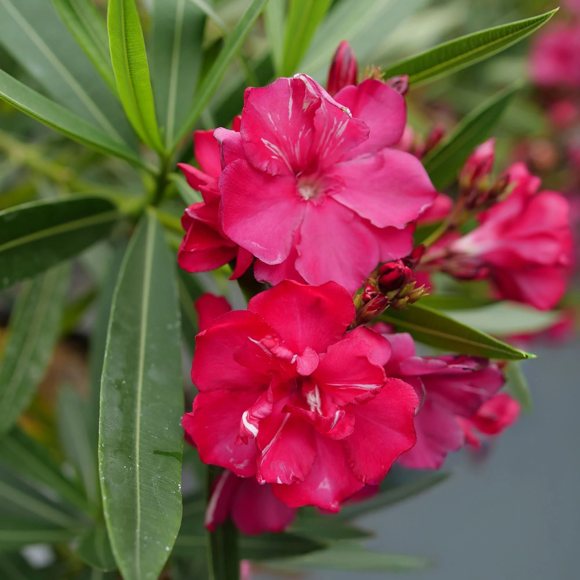 ¡Olé! Bicolor Red Oleander (Nerium oleander) | Proven Winners® New Variety 2027 - Image 3
