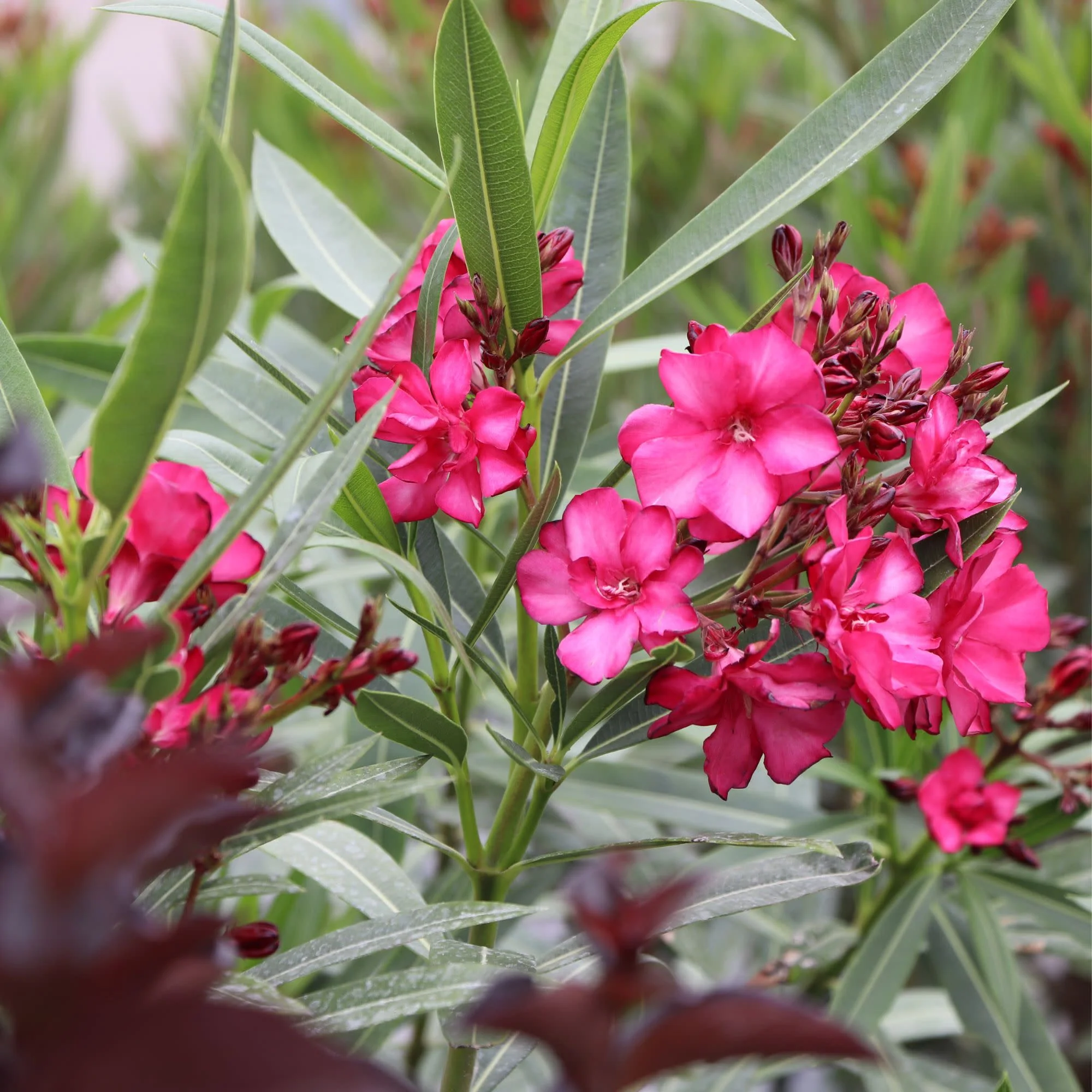 ¡Olé! Bicolor Red Oleander (Nerium oleander) | Proven Winners® New Variety 2027 - Image 4