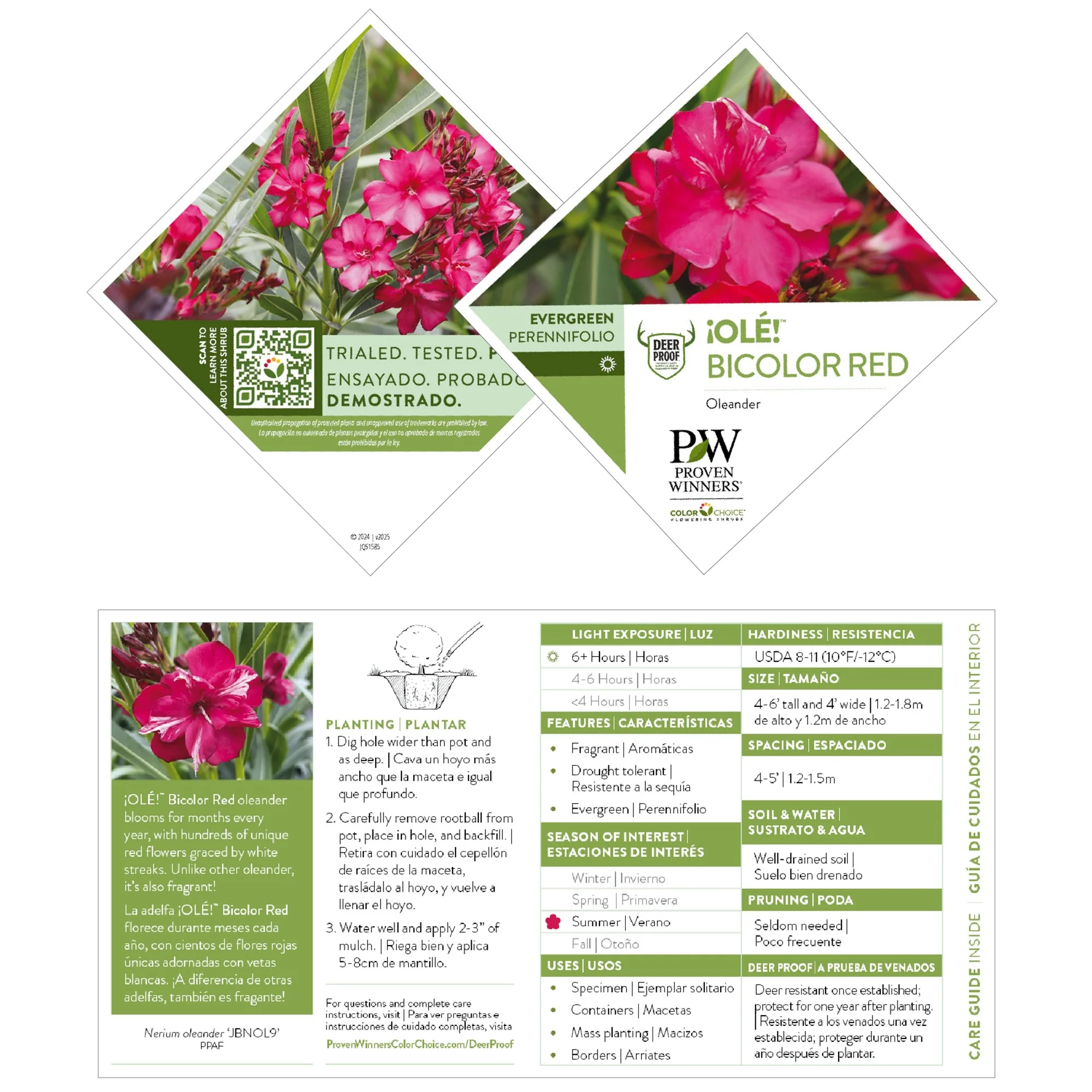 ¡Olé! Bicolor Red Oleander (Nerium oleander) | Proven Winners® New Variety 2027 - Image 6