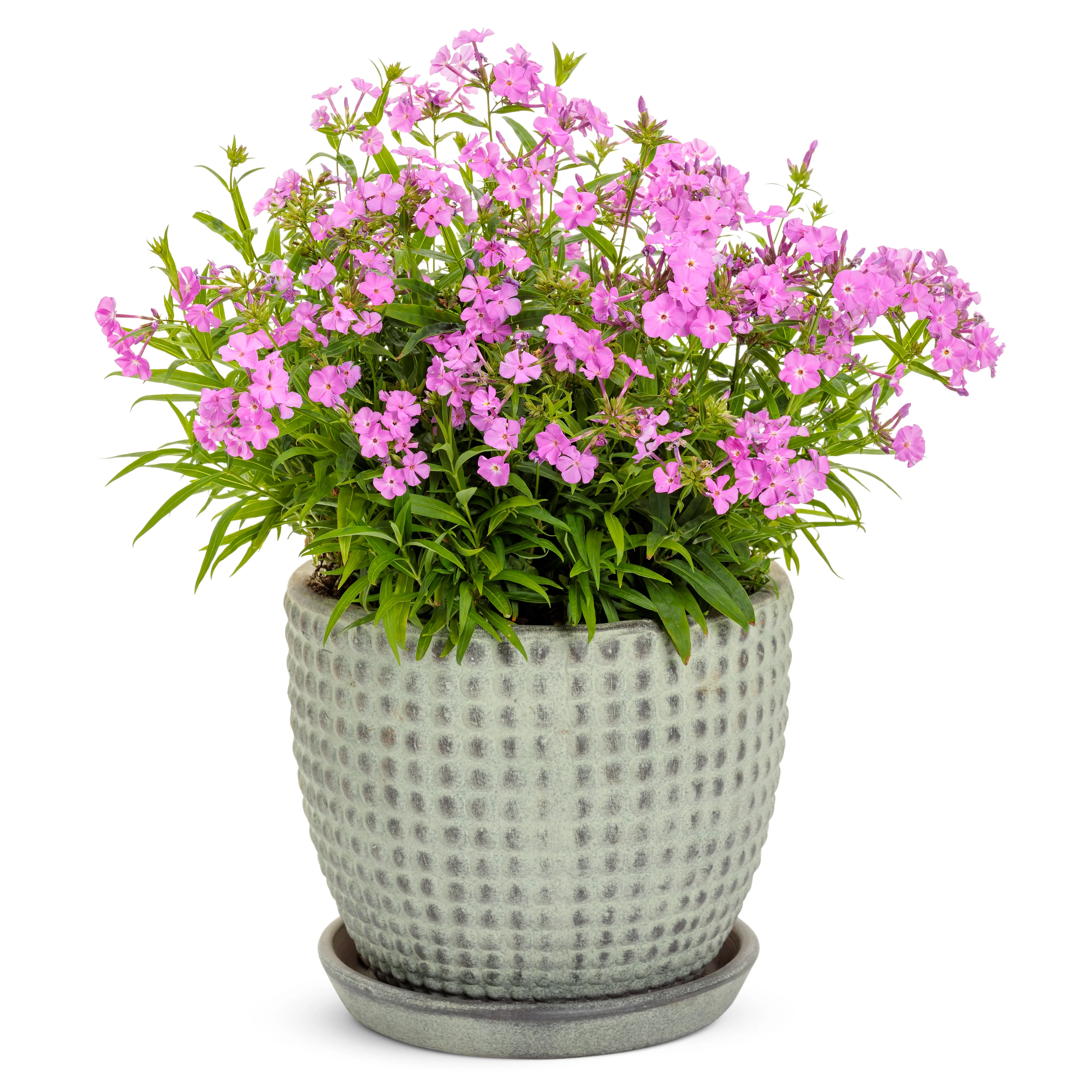 'Opening Act Romance' Phlox (hybrid) - Image 6