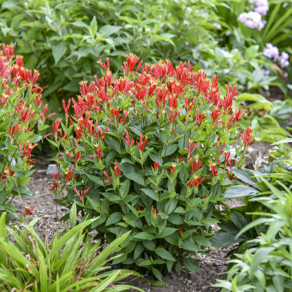 'Orange Slices' Indian Pink (Spigelia marilandica) | Proven Winners® New Variety 2026 - Image 4
