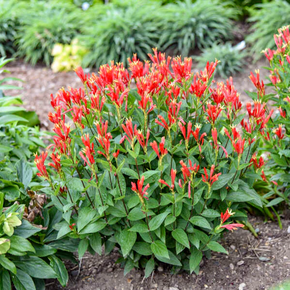 'Orange Slices' Indian Pink (Spigelia marilandica) | Proven Winners® New Variety 2026 - Image 5