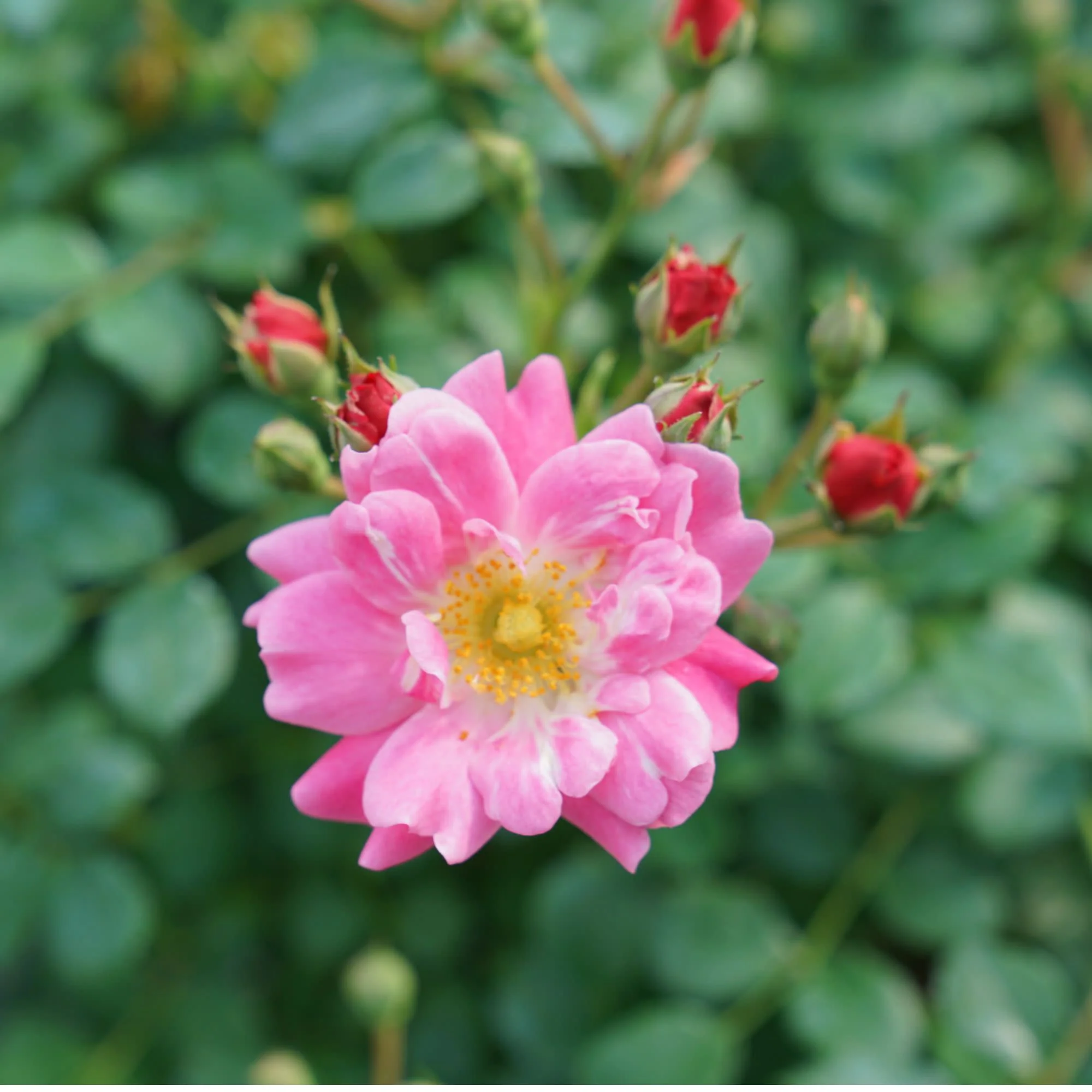 Oso Easy® Double Pink Rose - Image 3