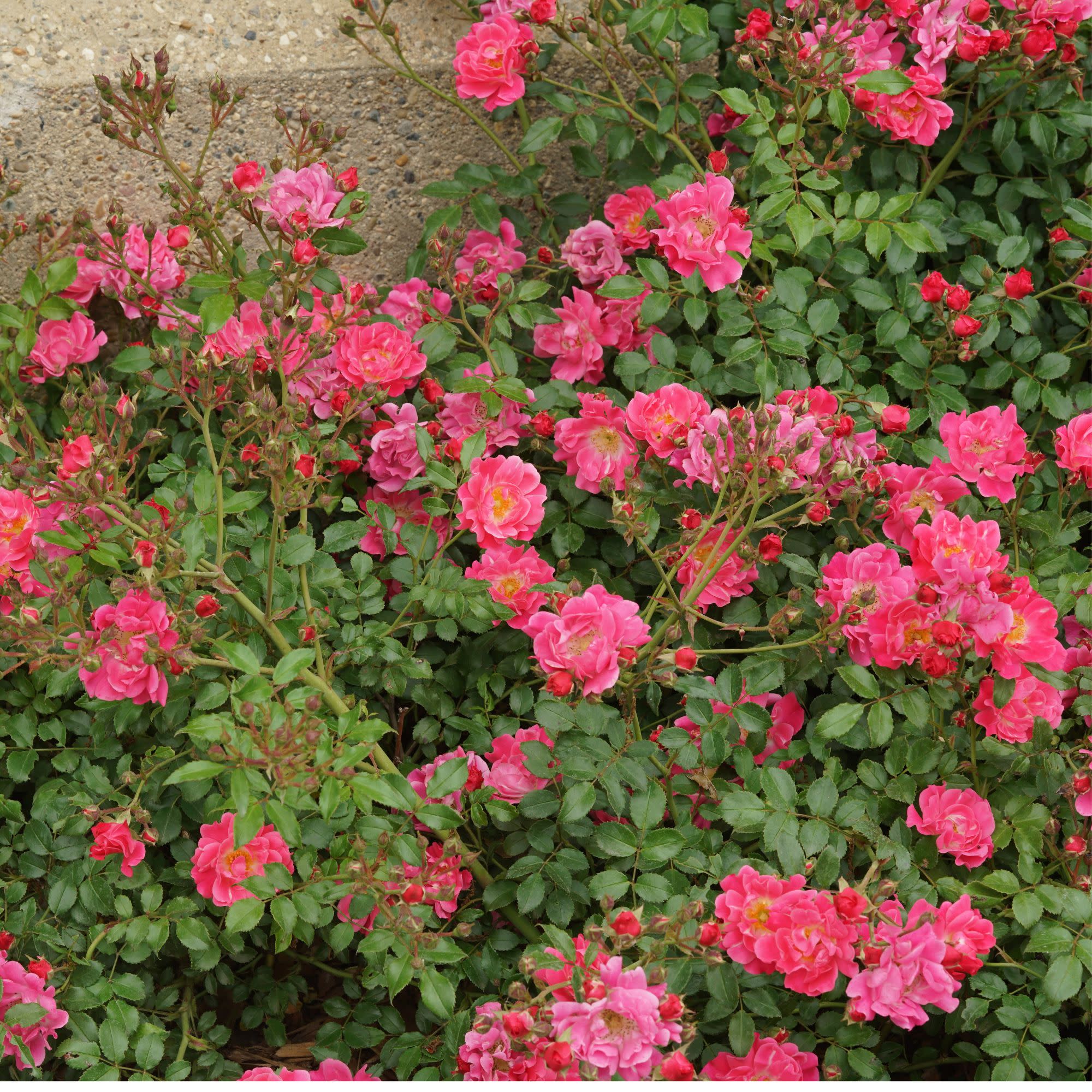 Oso Easy® Double Pink Rose - Image 4