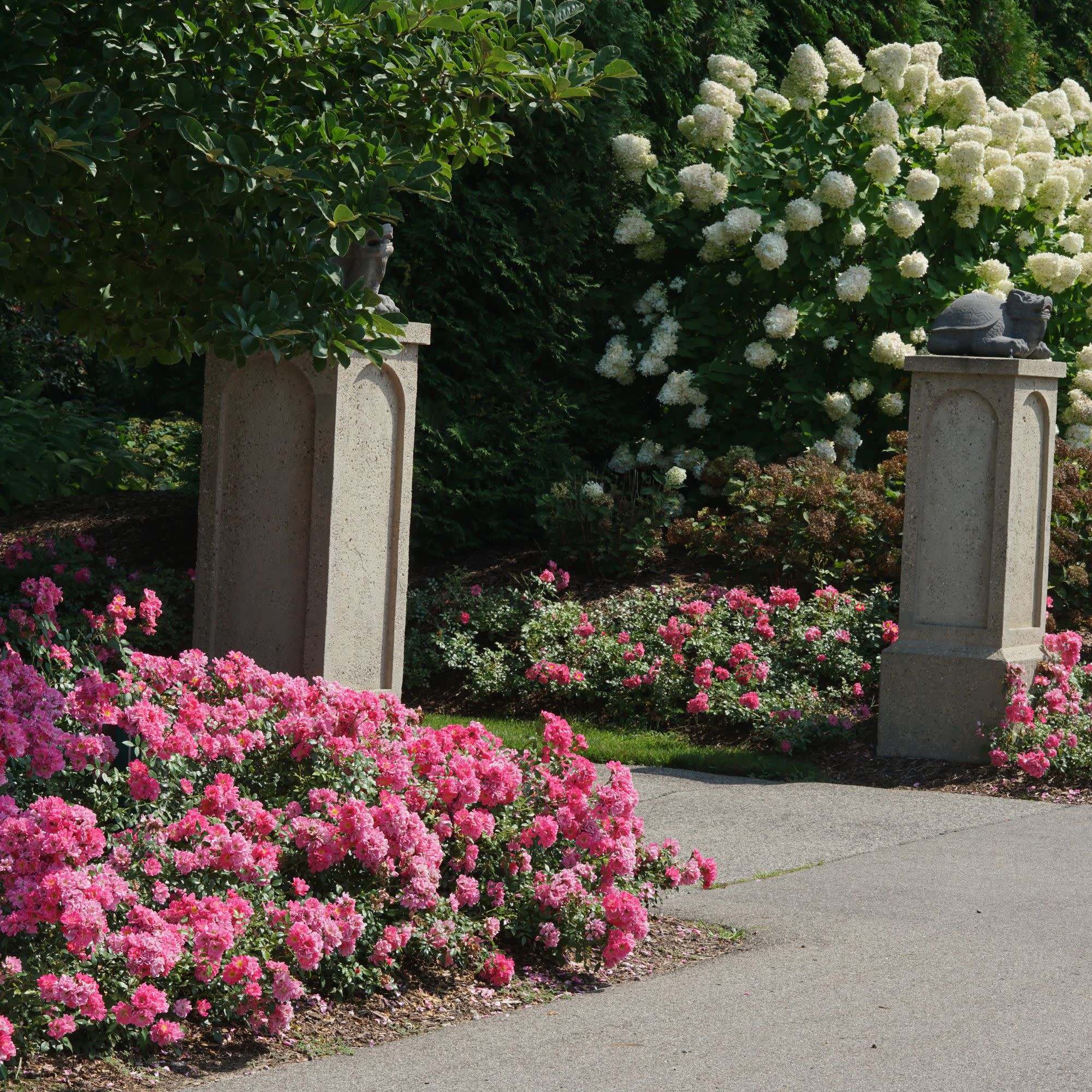 Oso Easy® Double Pink Rose - Image 6